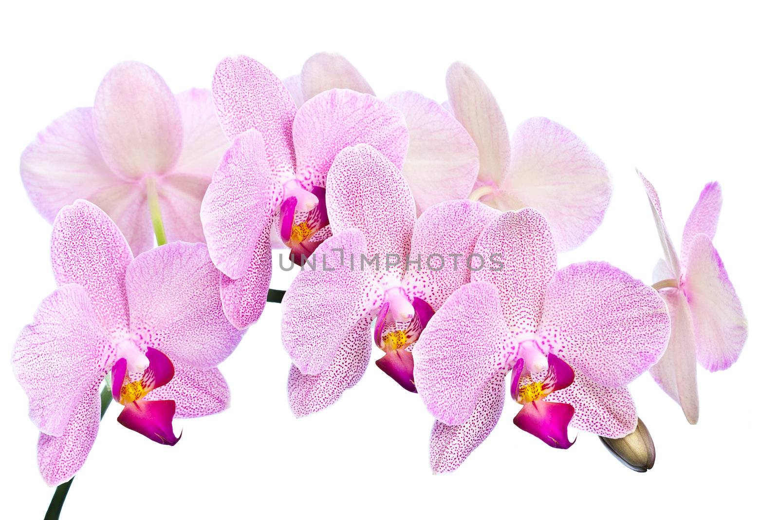 Phalaenopsis. Orchid isolated on white background