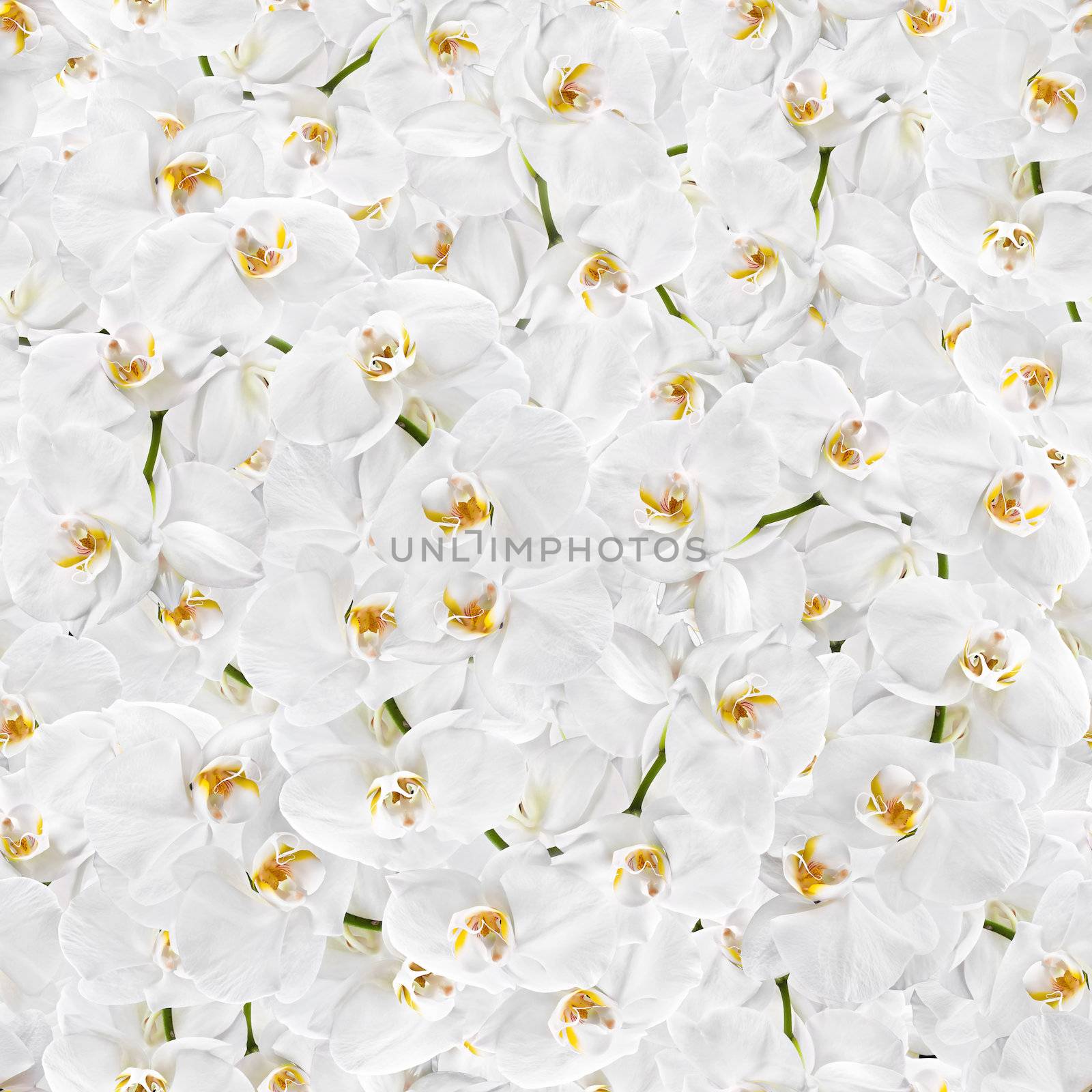 Floral background. White orchid seamless texture