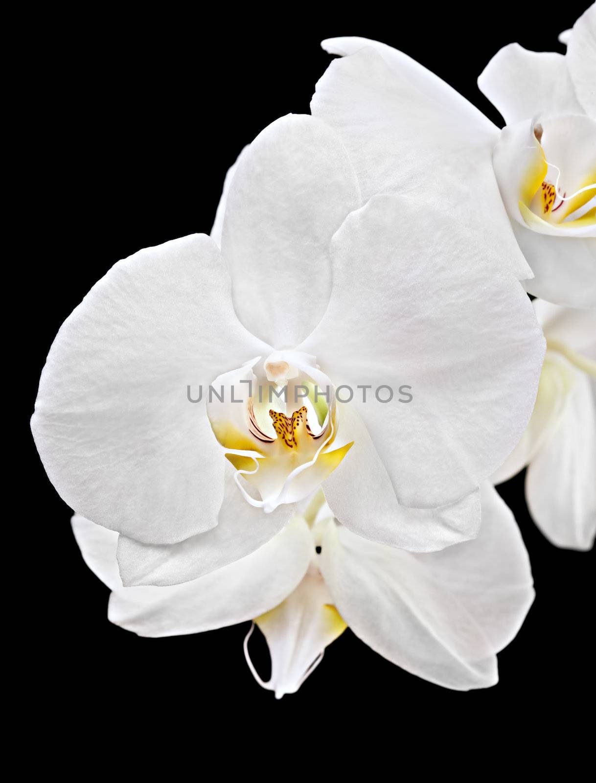 Phalaenopsis. White orchid on black background