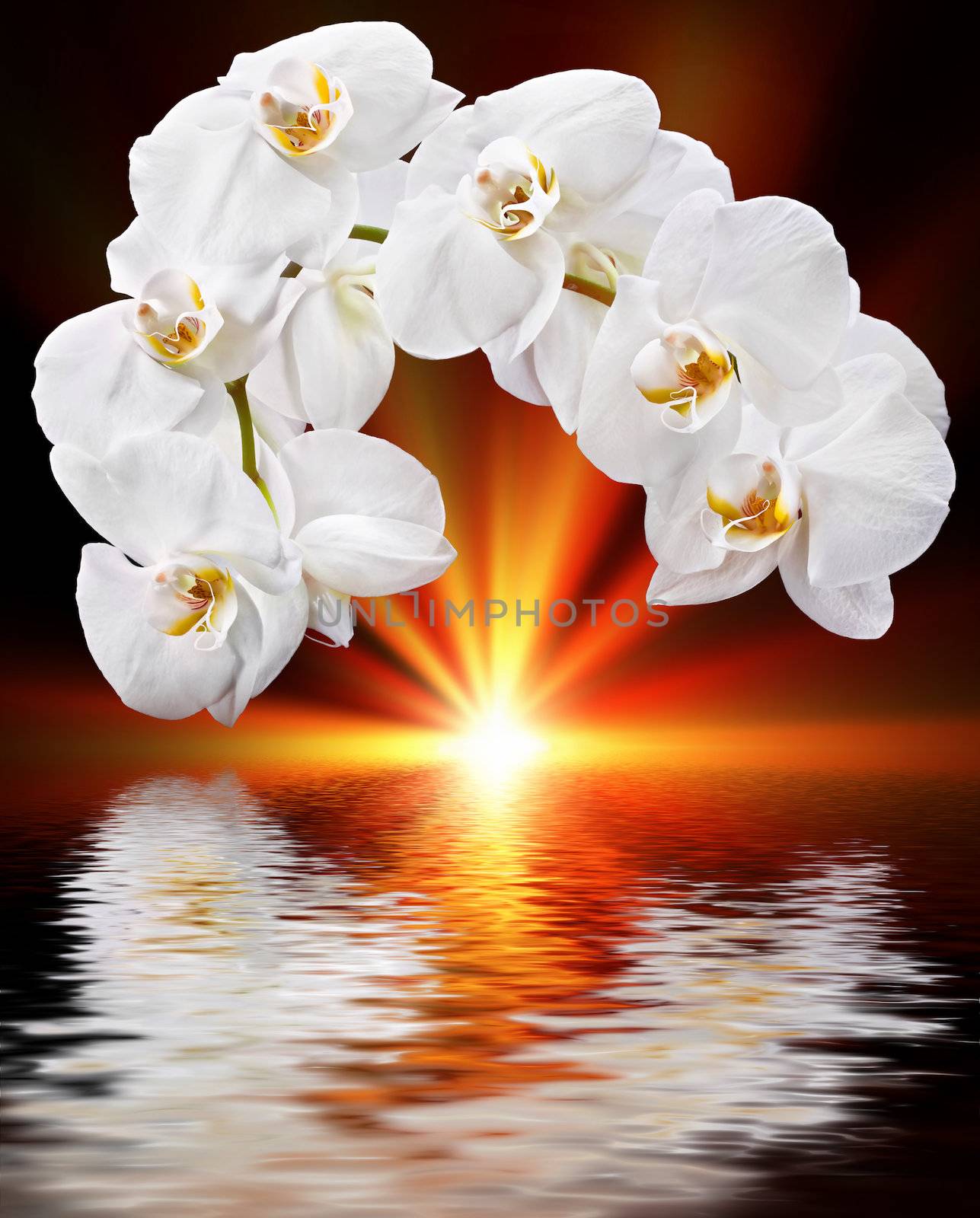 White orchid, sun and water reflection