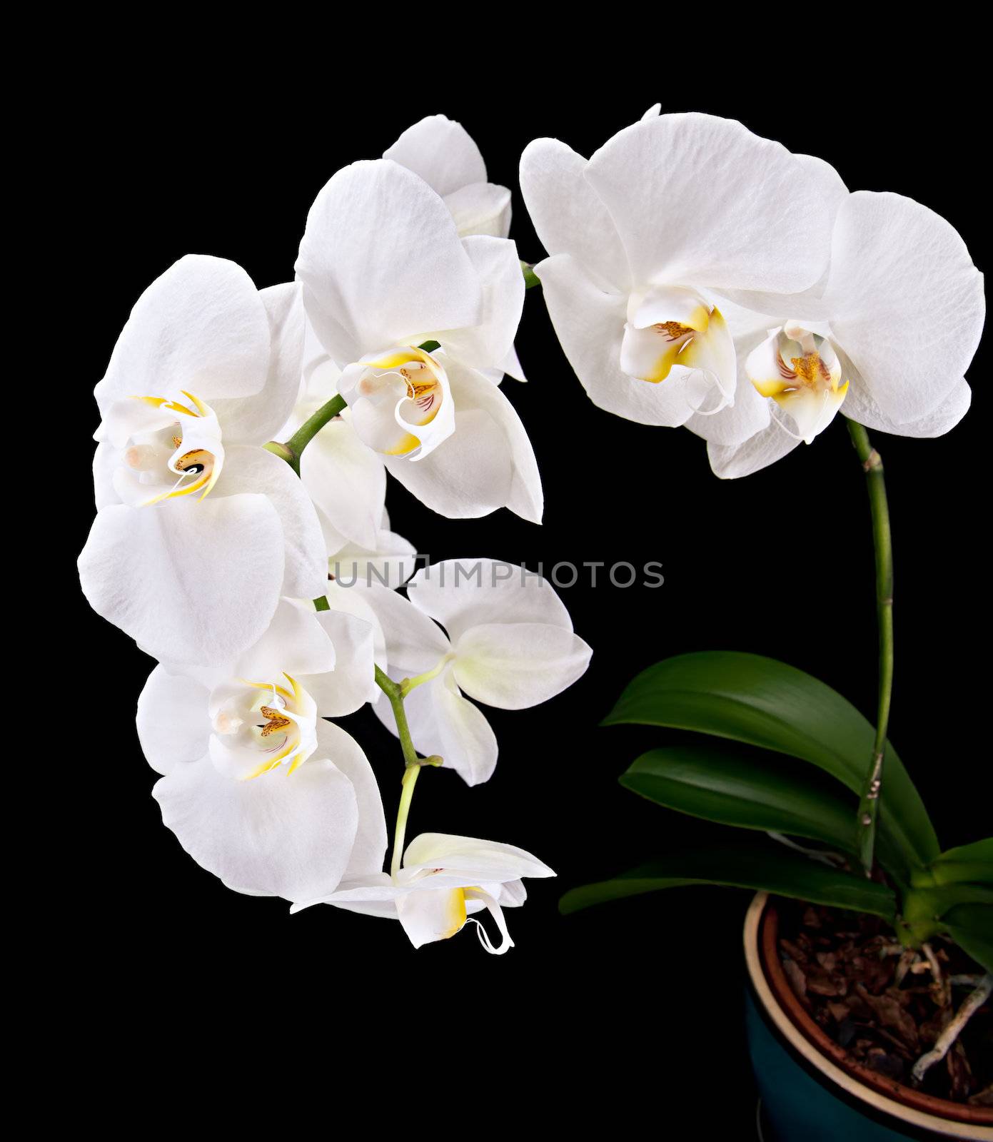 Phalaenopsis. White orchid on black background