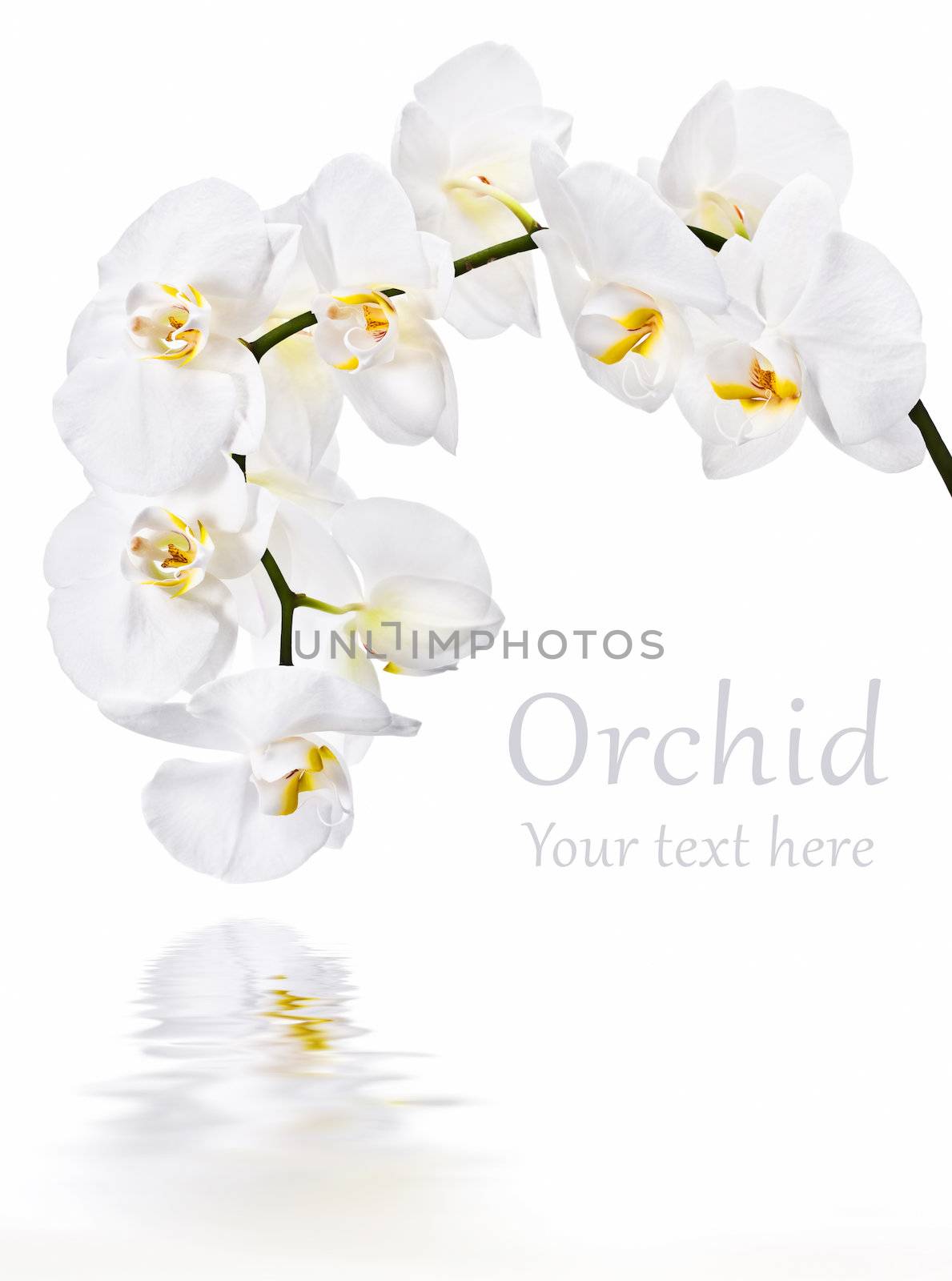 White phalaenopsis  by palinchak