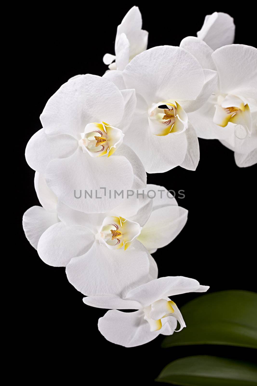 Phalaenopsis. White orchid on black background