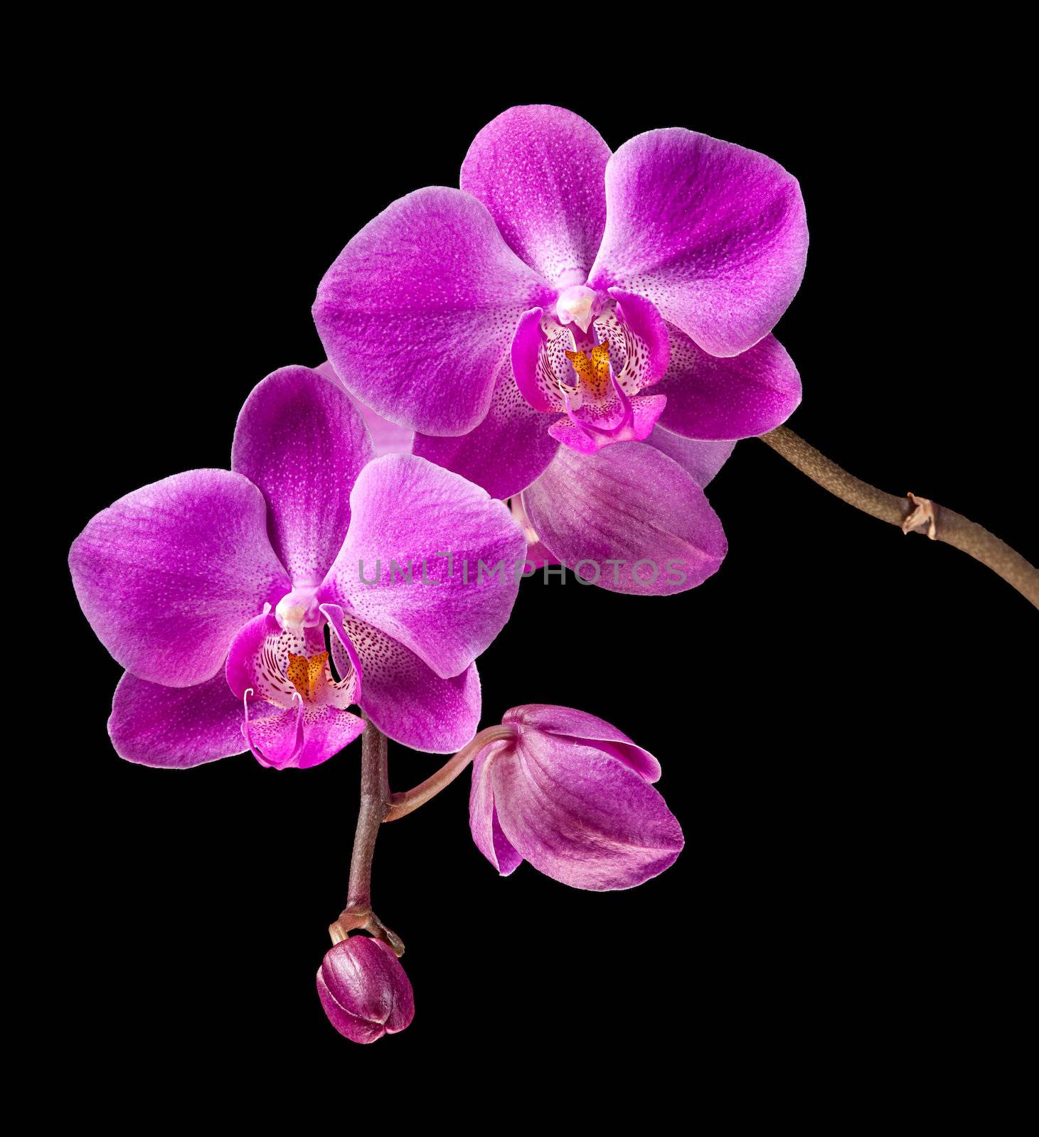 pink orchid by palinchak