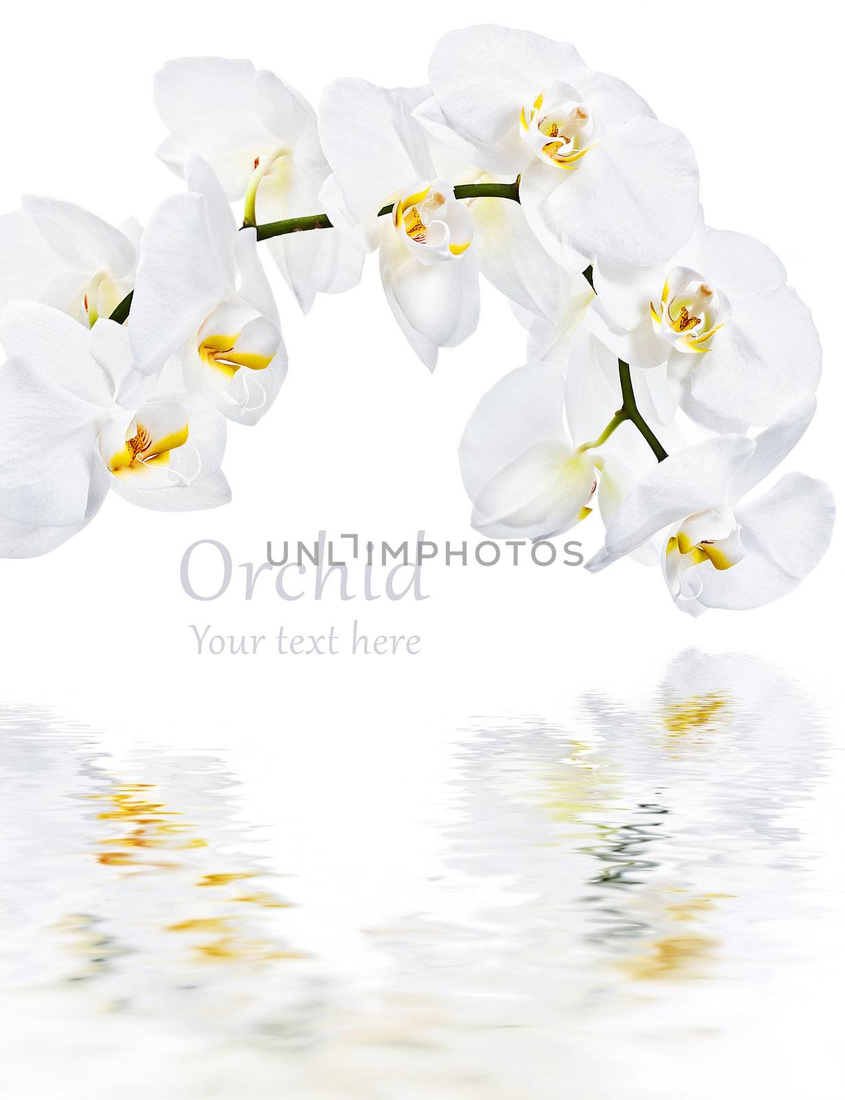 White phalaenopsis  by palinchak