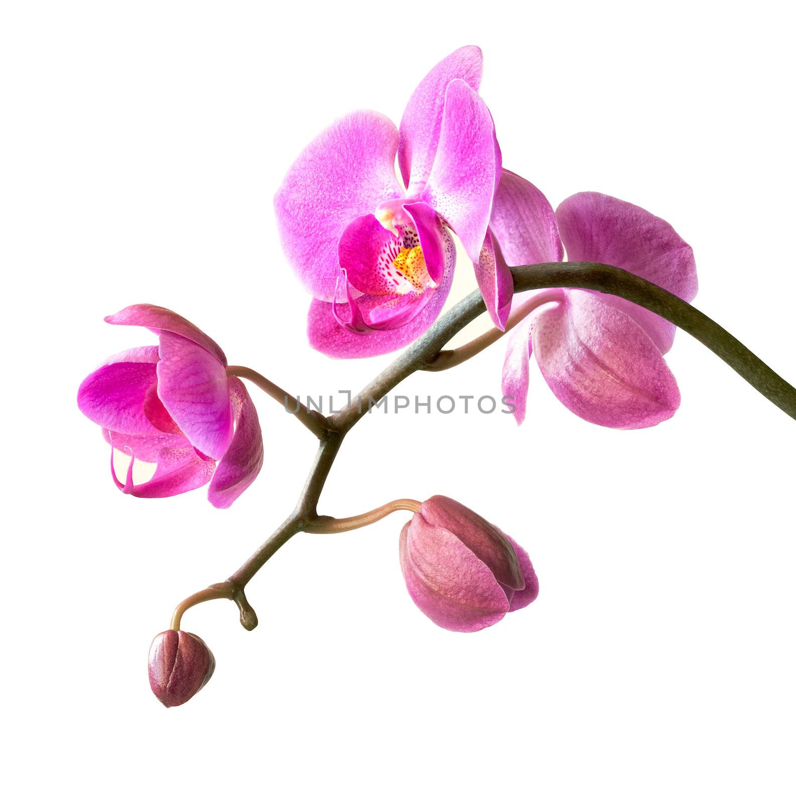 Phalaenopsis. Pink orchid on white background