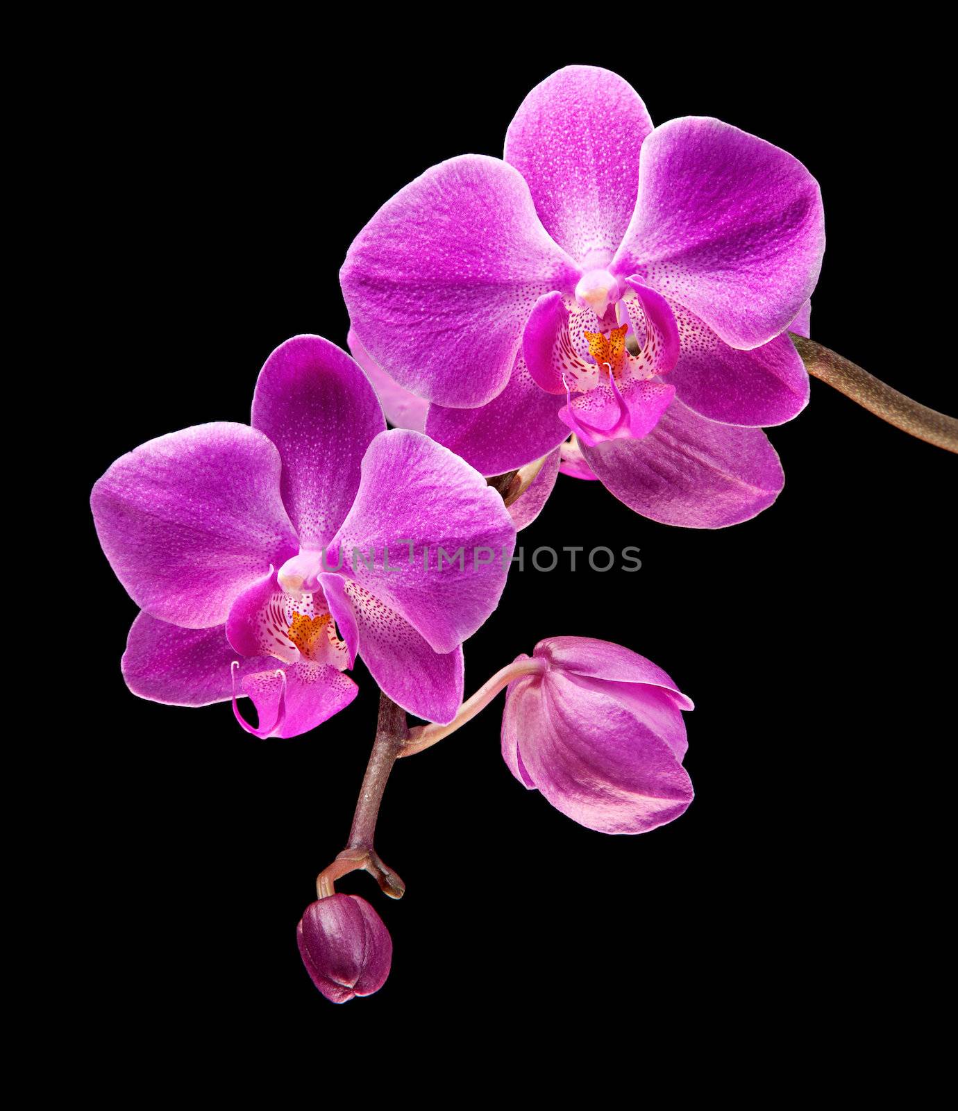 Phalaenopsis. Colorful pink orchid on black background