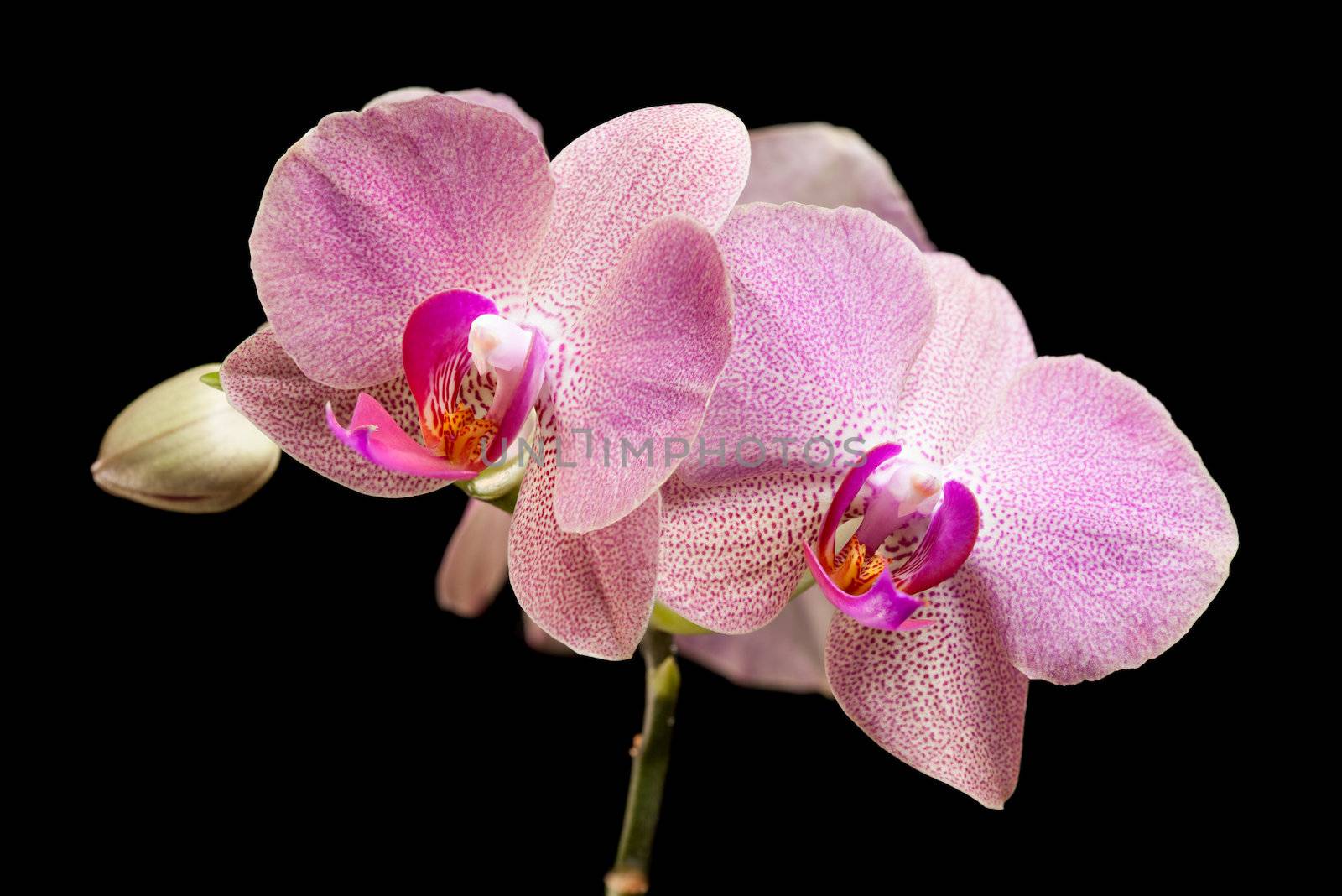 Phalaenopsis. Pink spotted orchid on black background