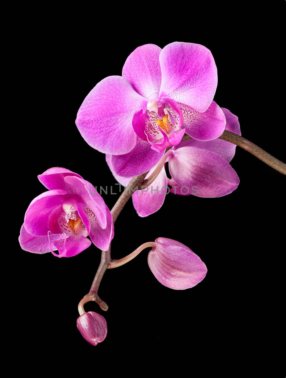 Phalaenopsis. Colorful pink orchid on black background