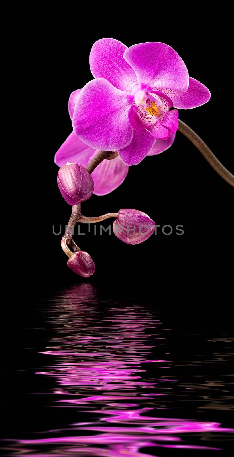 Phalaenopsis. Colorful pink orchid and water reflection