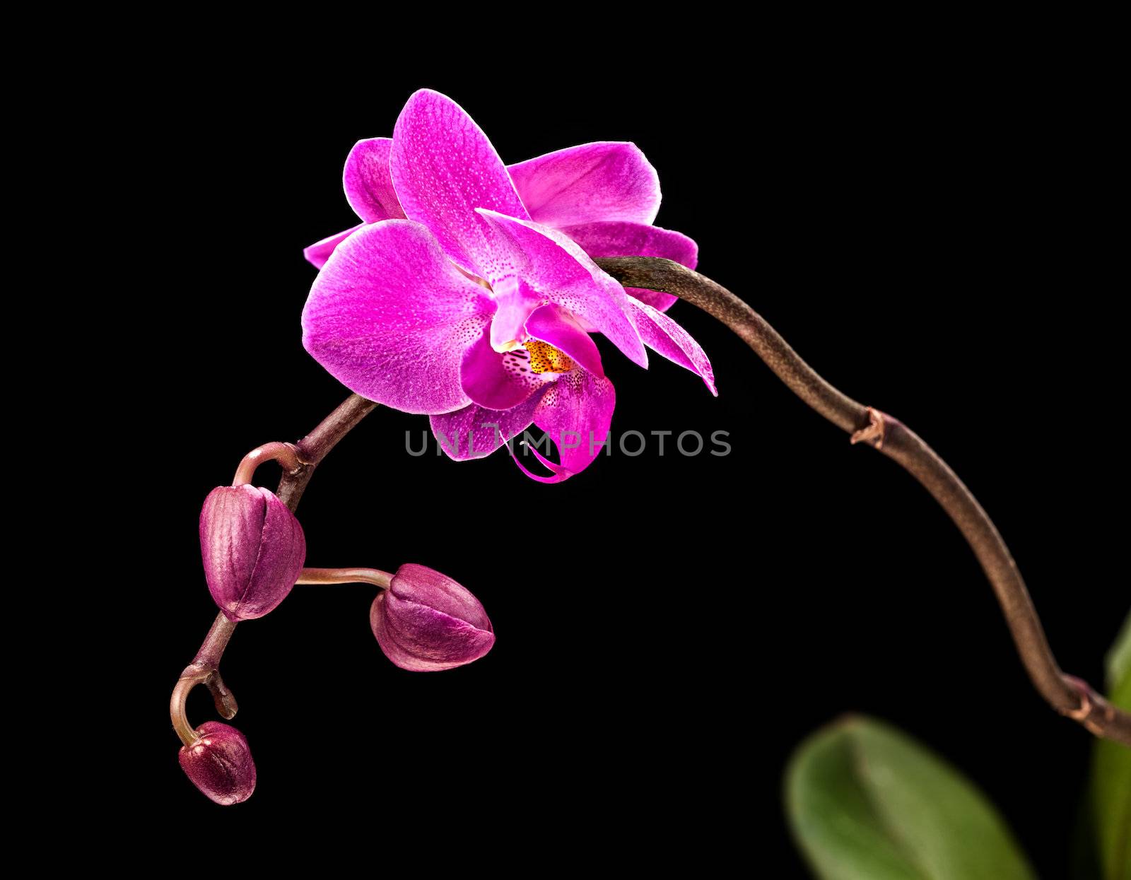 Pink orchid on black by palinchak
