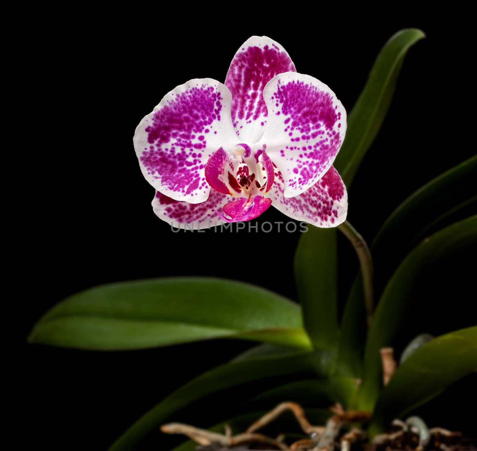 Phalaenopsis. Elegant pink & white orchid on black background