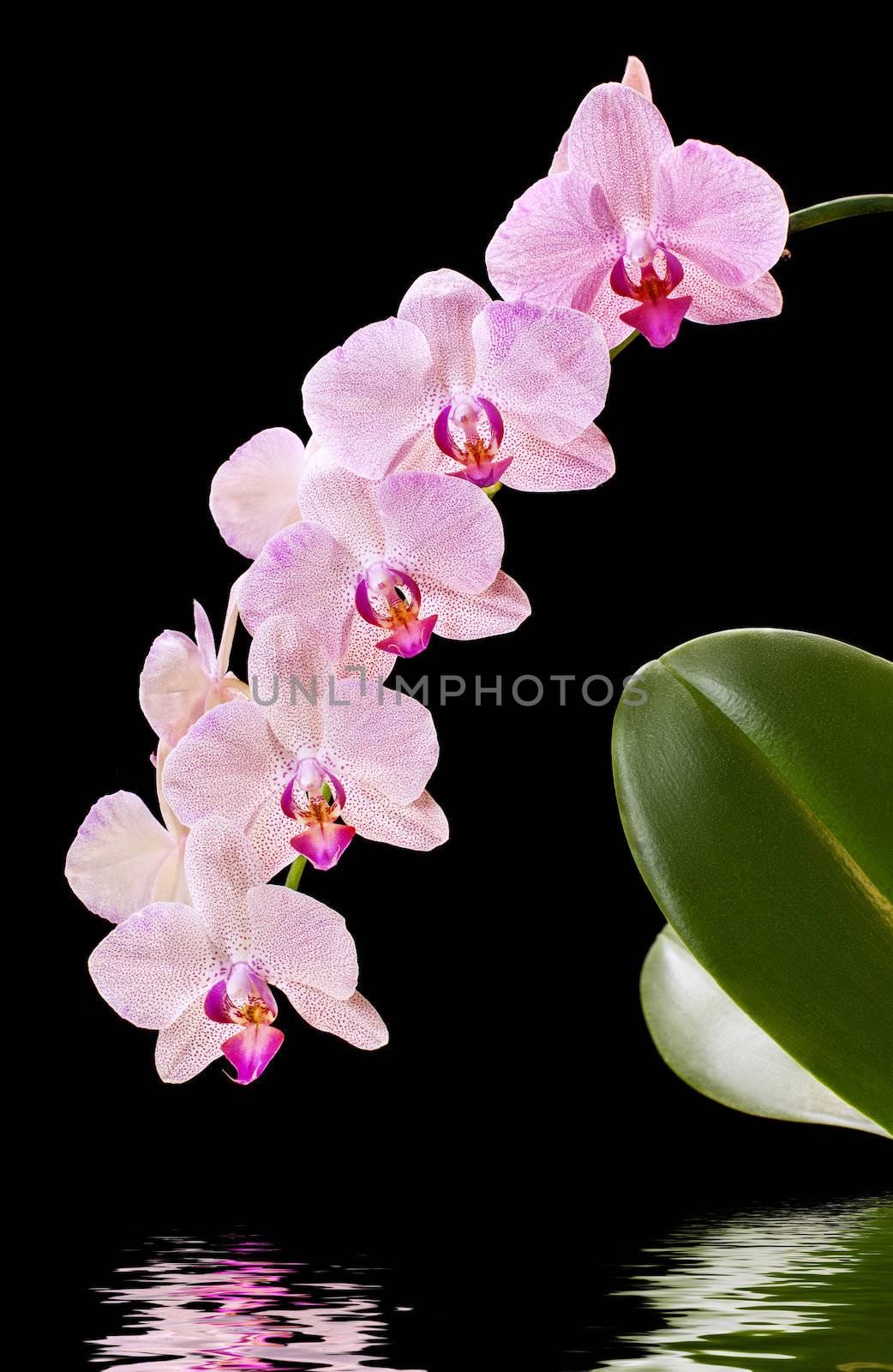 Phalaenopsis. Orchid on black background and water reflection