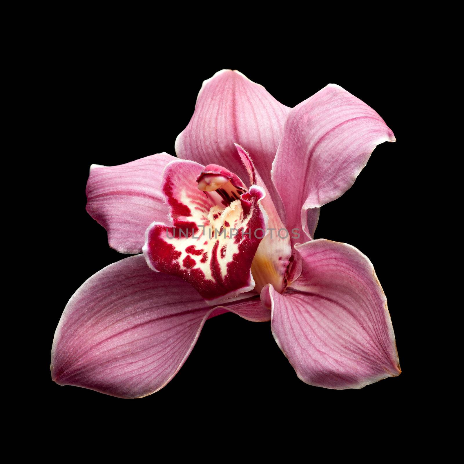 Purple Orchid Flower by palinchak