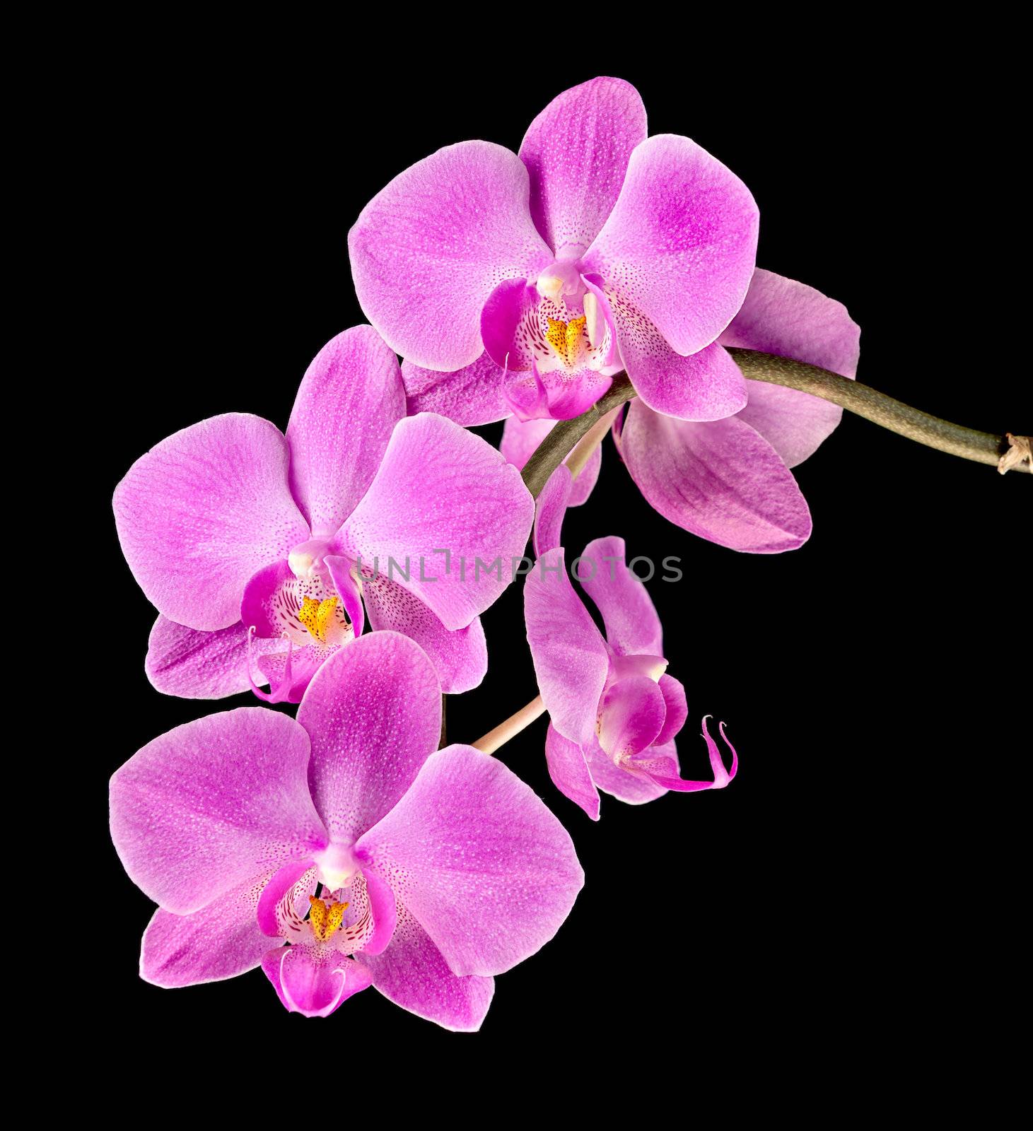 Colorful pink orchid on black background