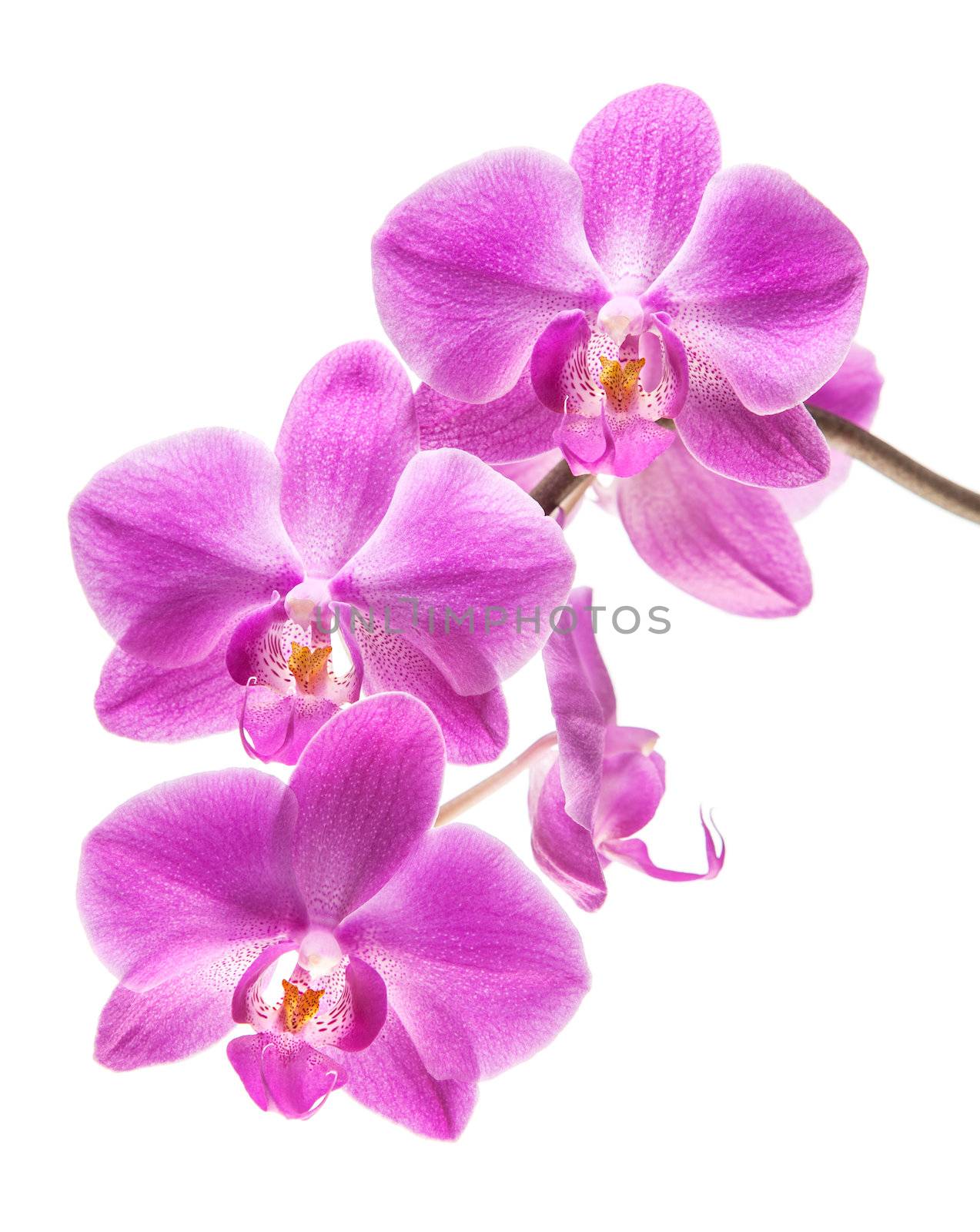  Orchid isolated on white by palinchak