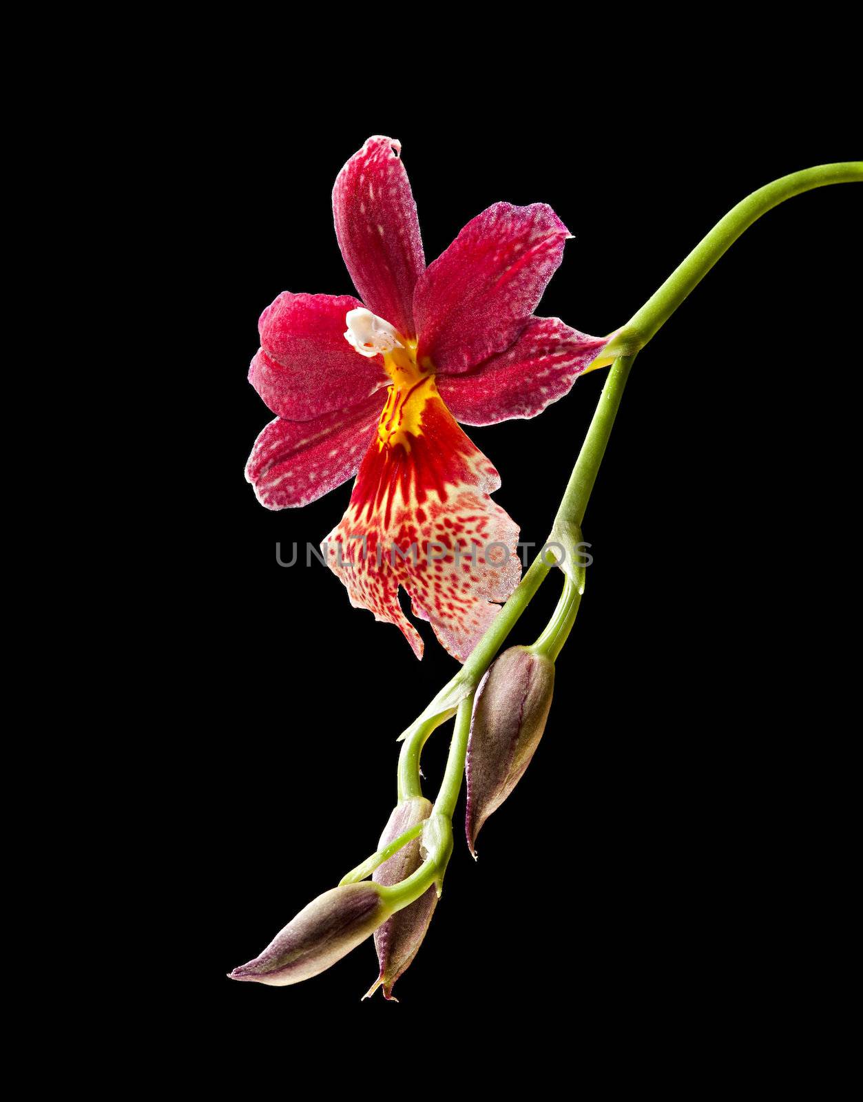 Cambria. Red and white flower orchid on black