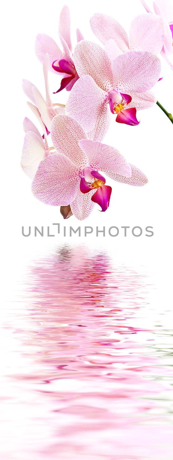 Phalaenopsis. Orchid on white and water reflection