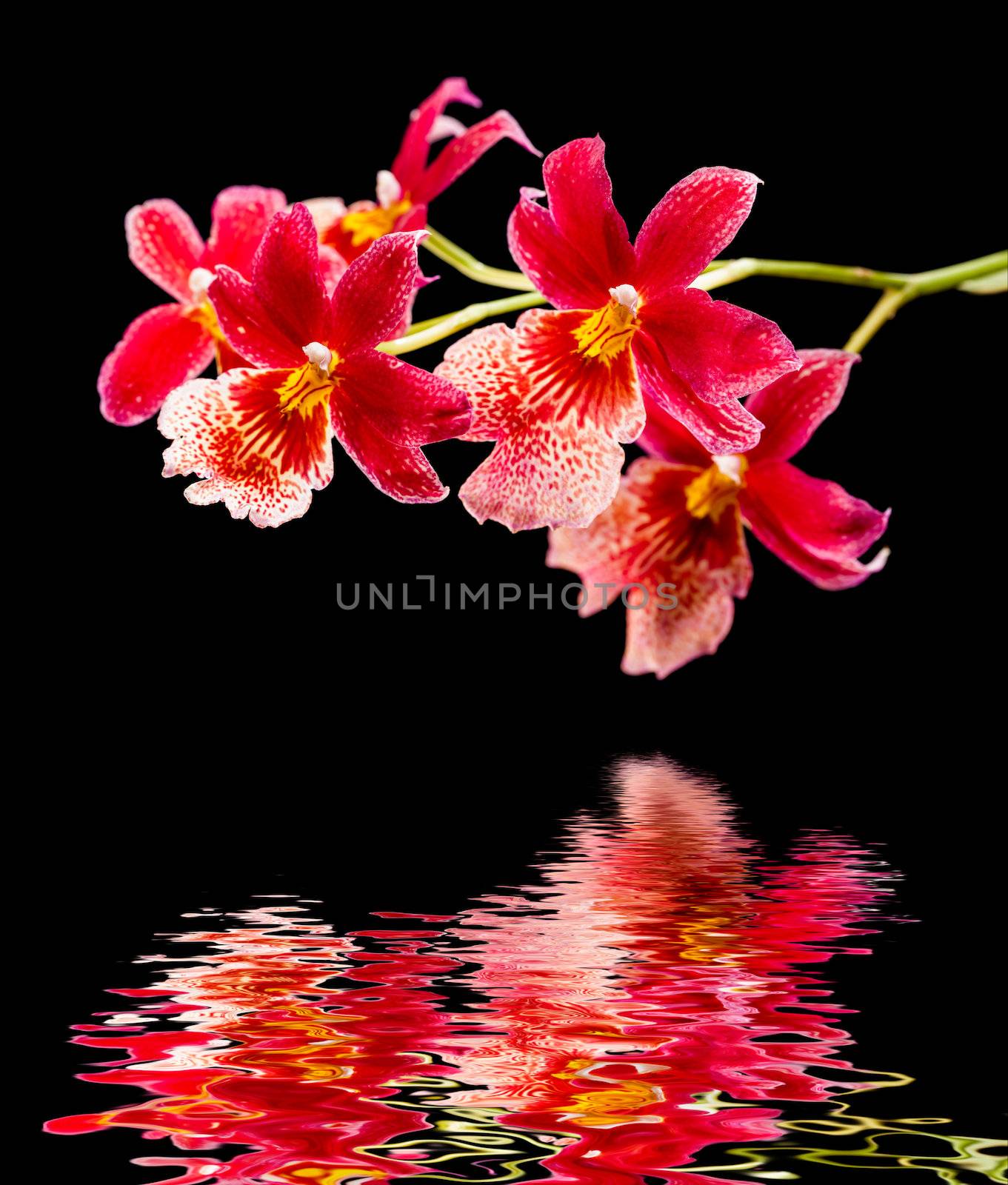Cambria. Red and white flower orchid and water reflection