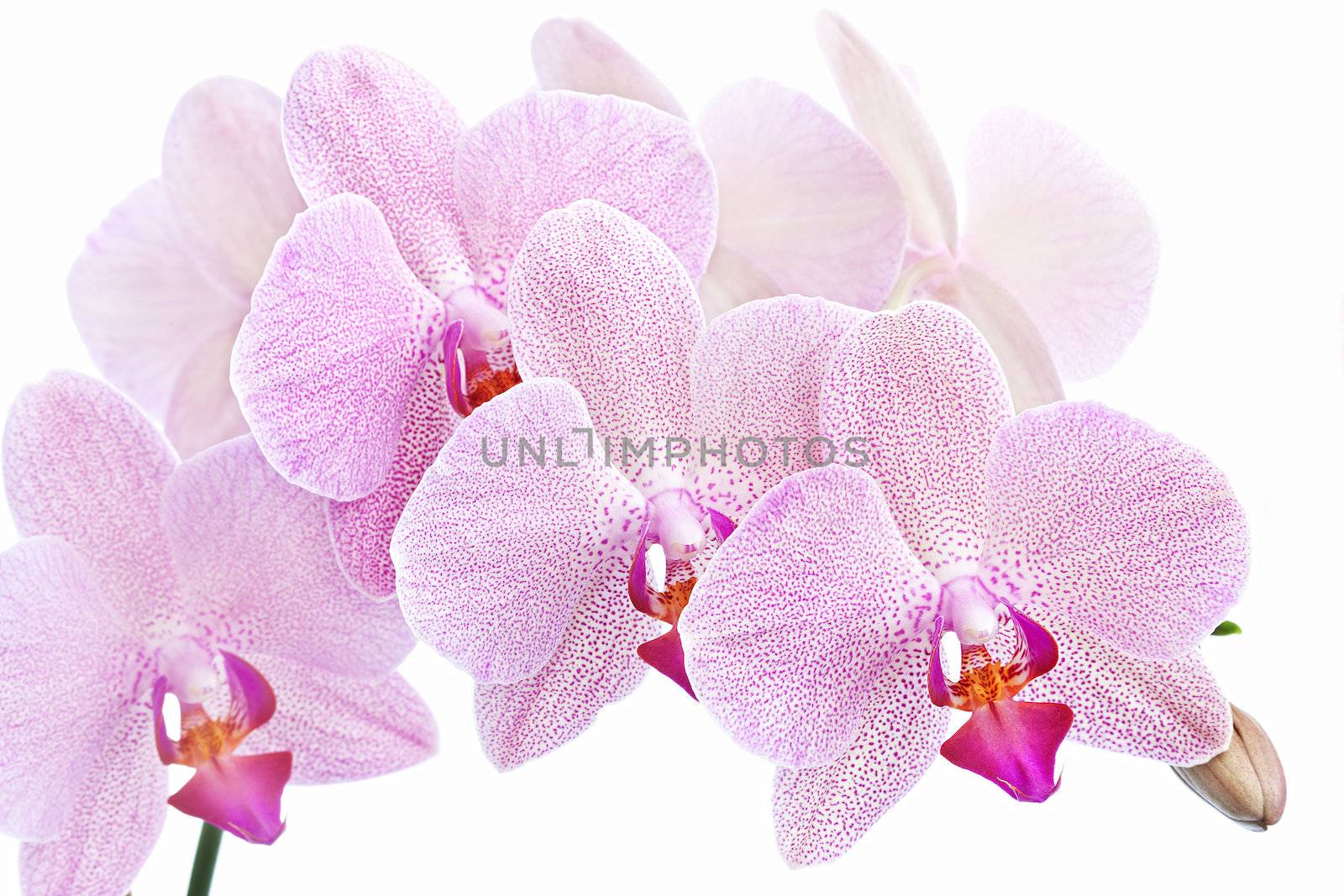 Phalaenopsis. Orchid isolated on white background