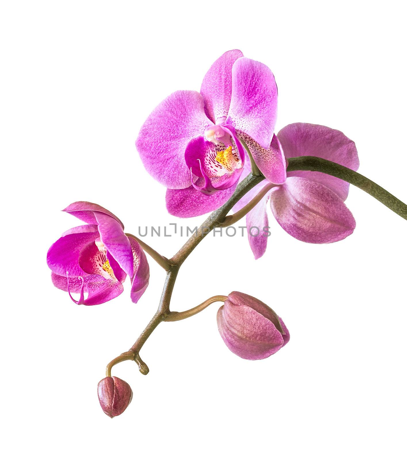 Phalaenopsis. Pink orchid on white background