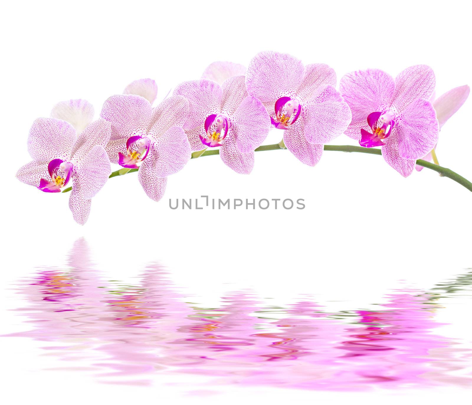 Phalaenopsis. Orchid on white background and water reflection