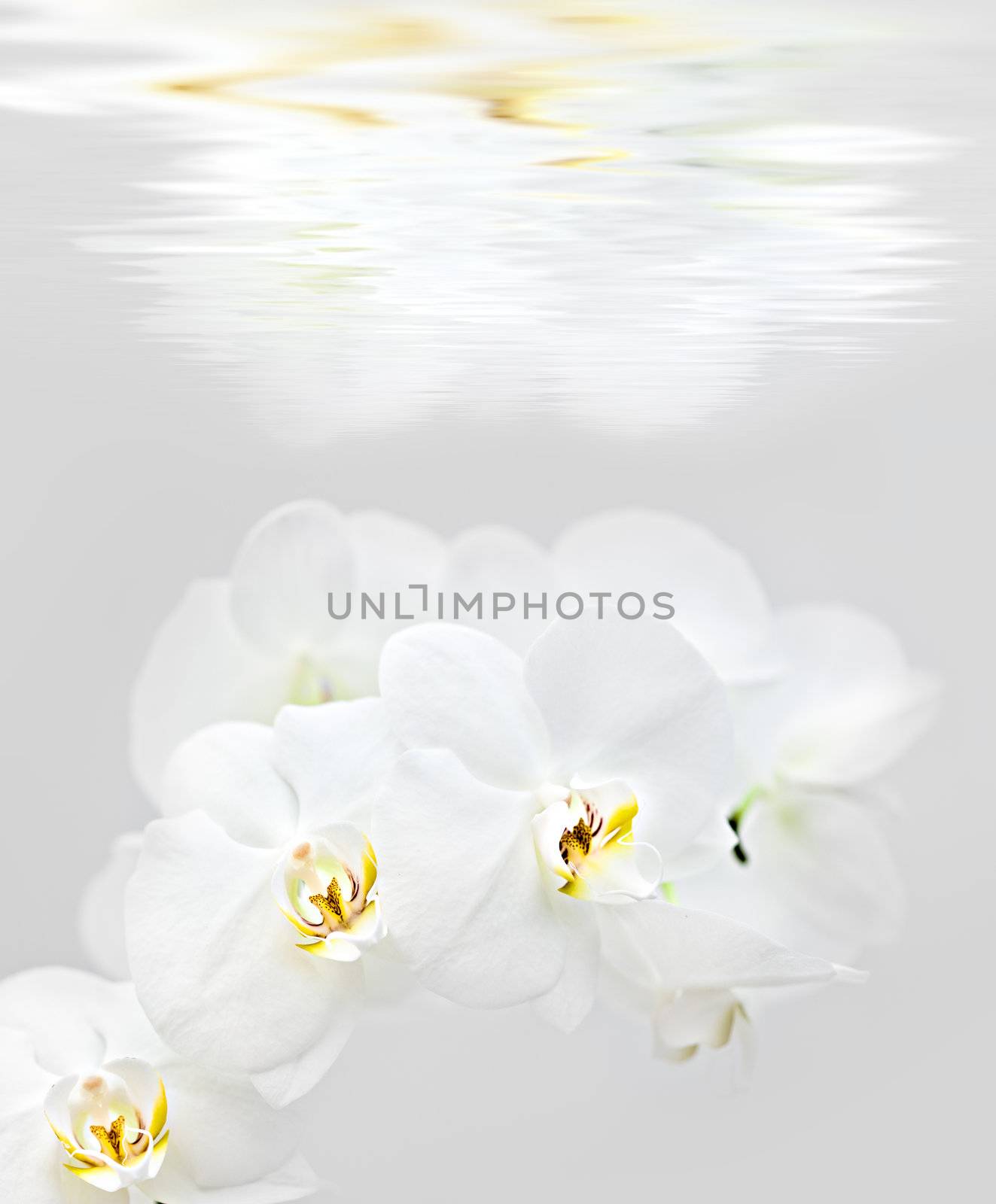 Soft floral background by palinchak