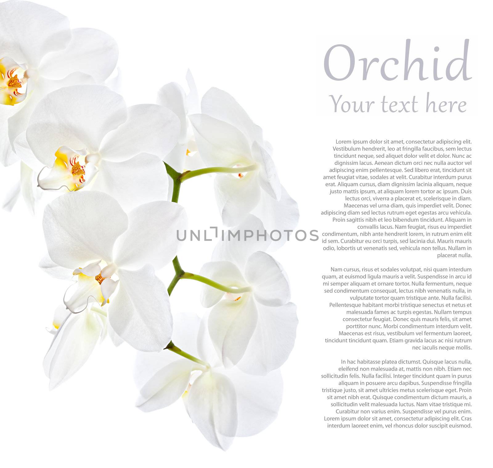 White Orchid in high key with copy space on white