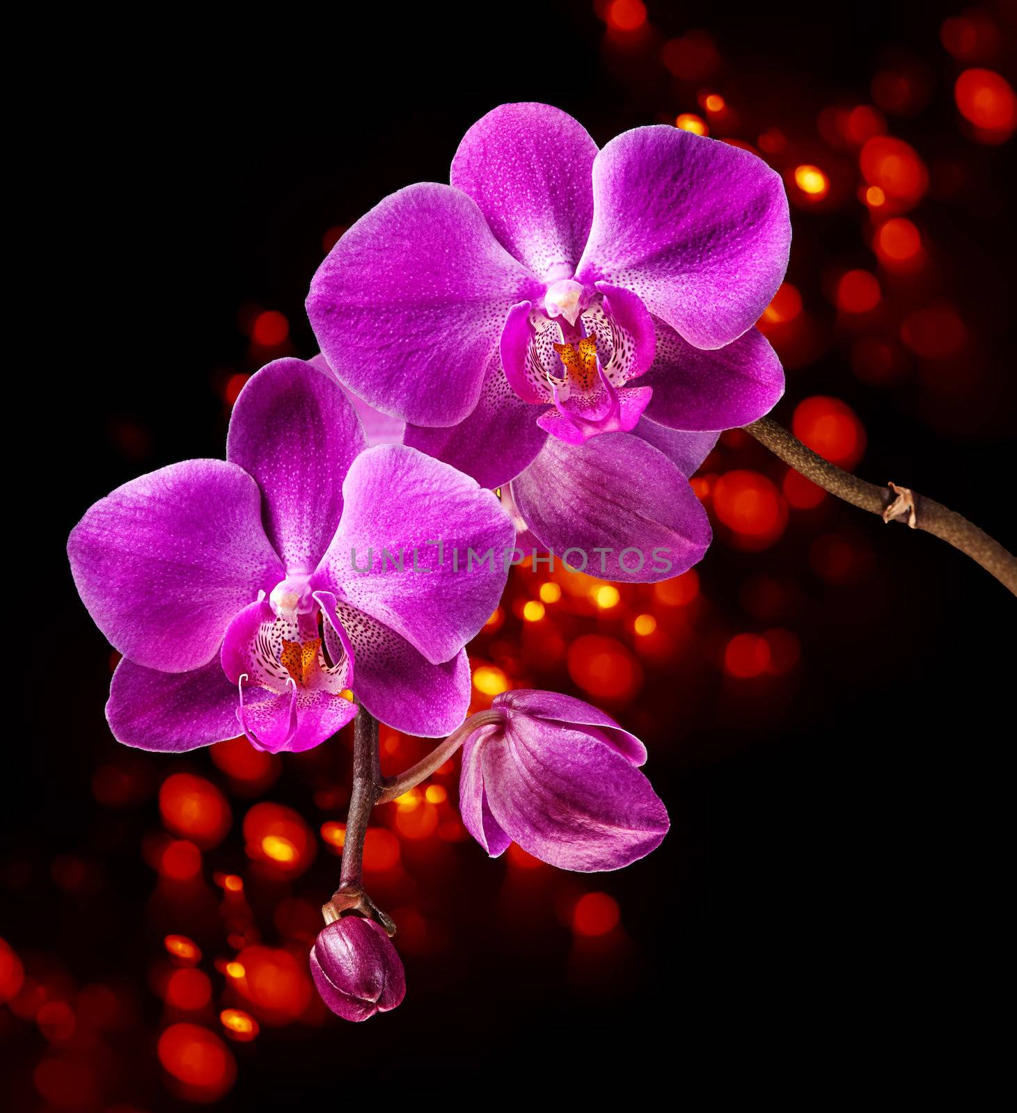 Phalaenopsis. Colorful pink orchid on abstract bokeh background