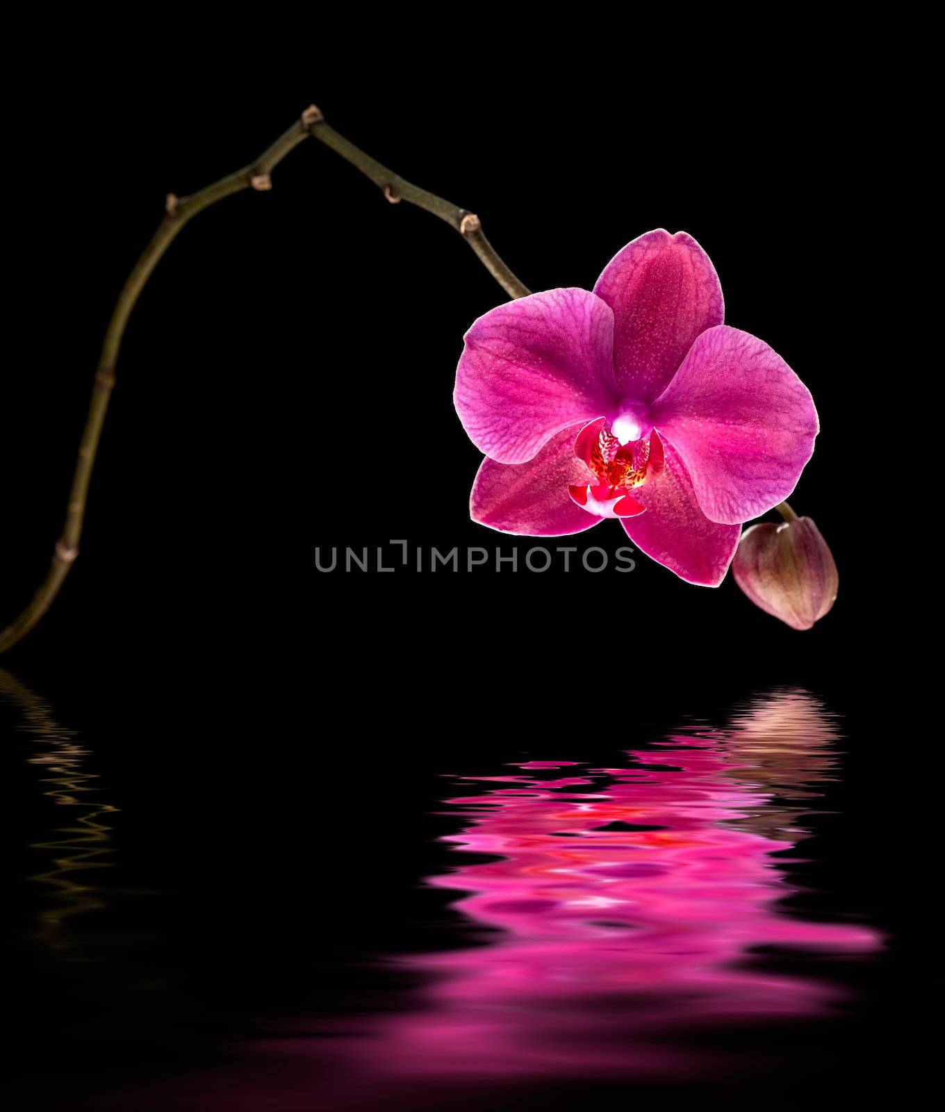 Phalaenopsis. Colorful pink orchid and water reflection