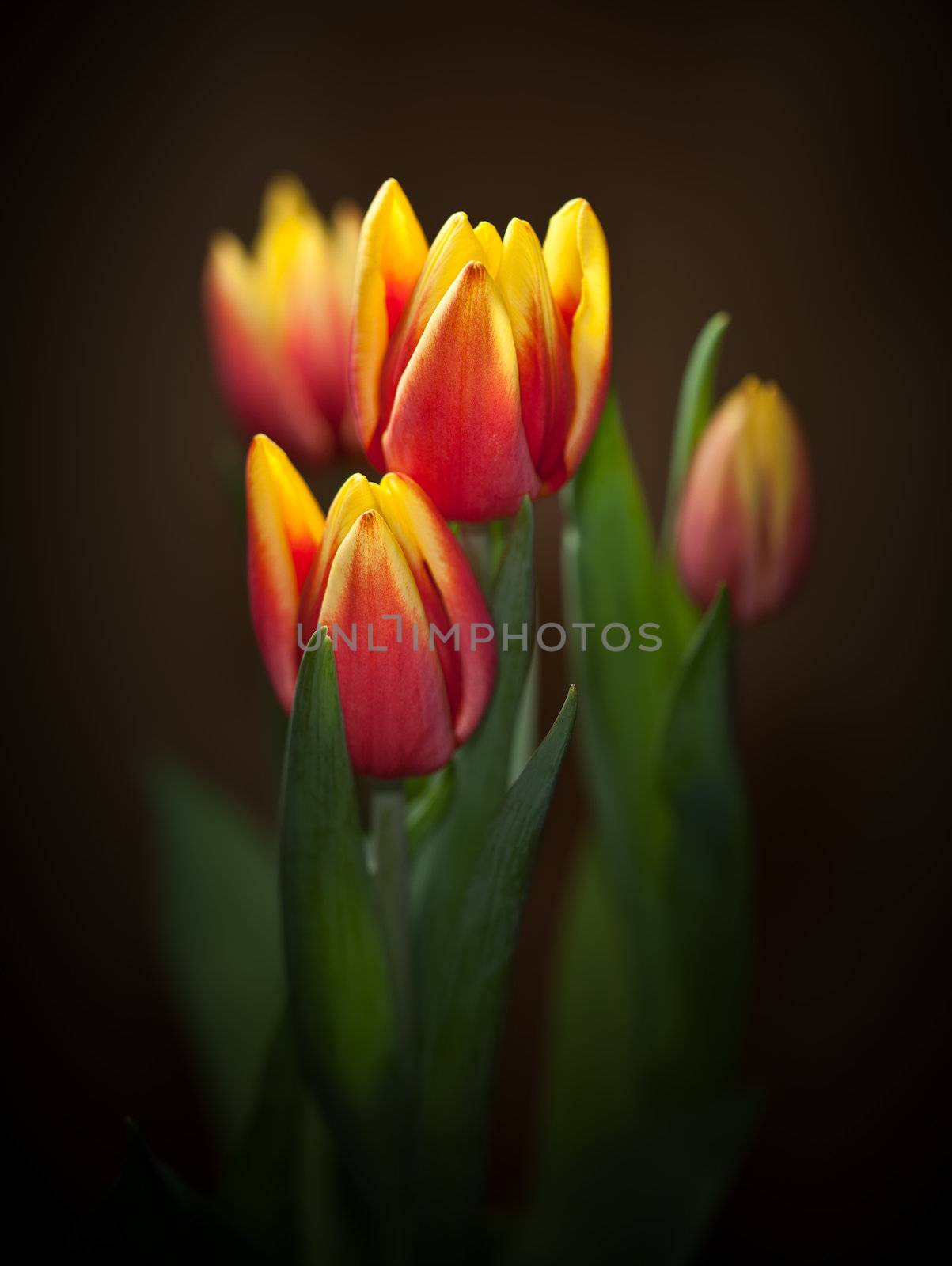 Yellow red tulips bouquet on black baclground