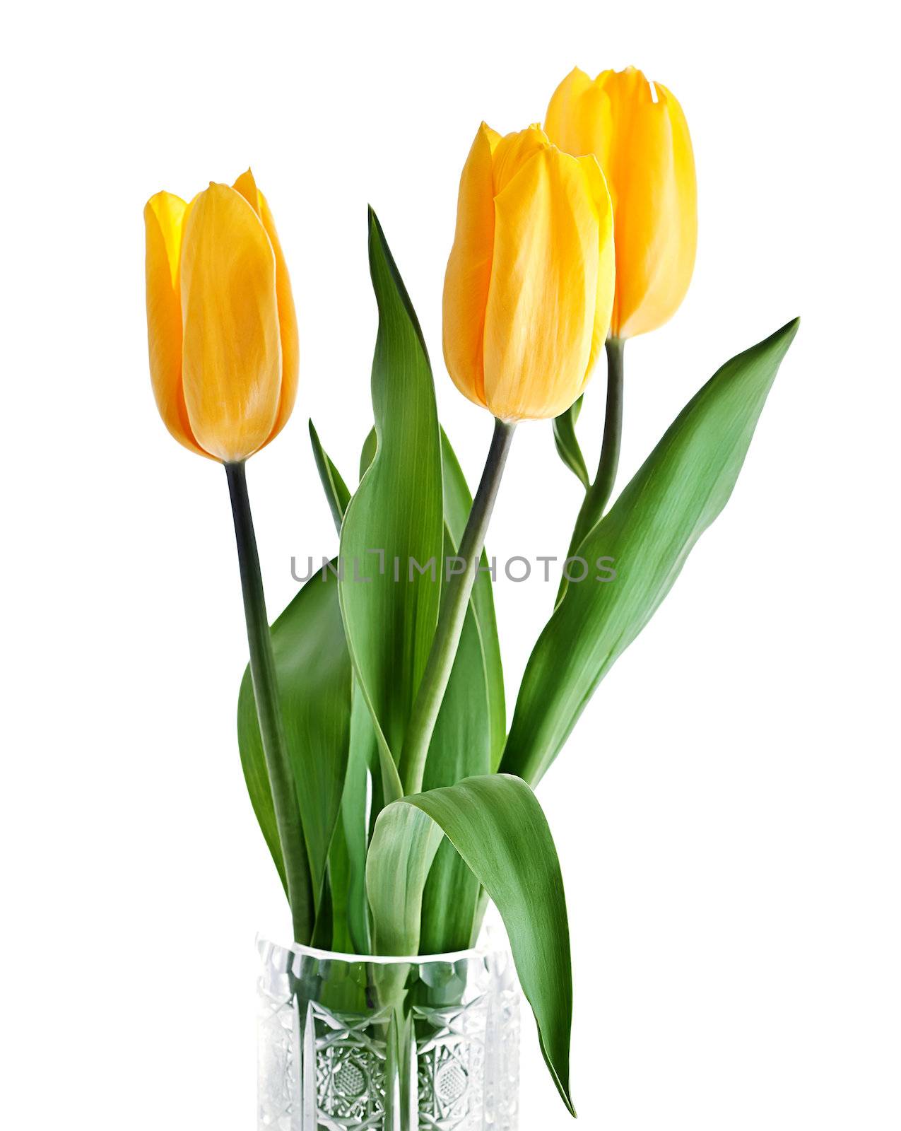 Yellow Tulips Bouquet isolated on white