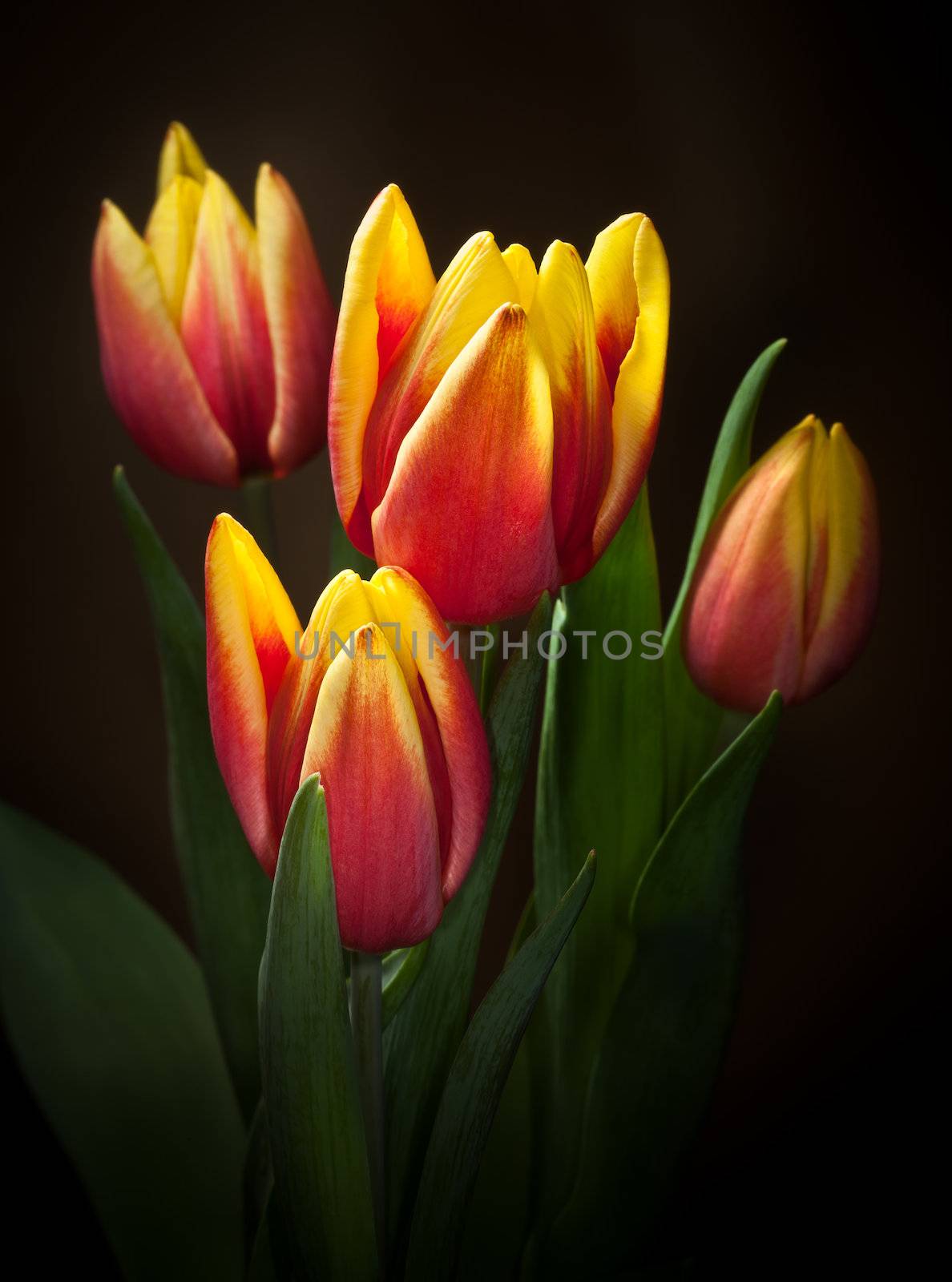 Yellow red tulips bouquet on black baclground