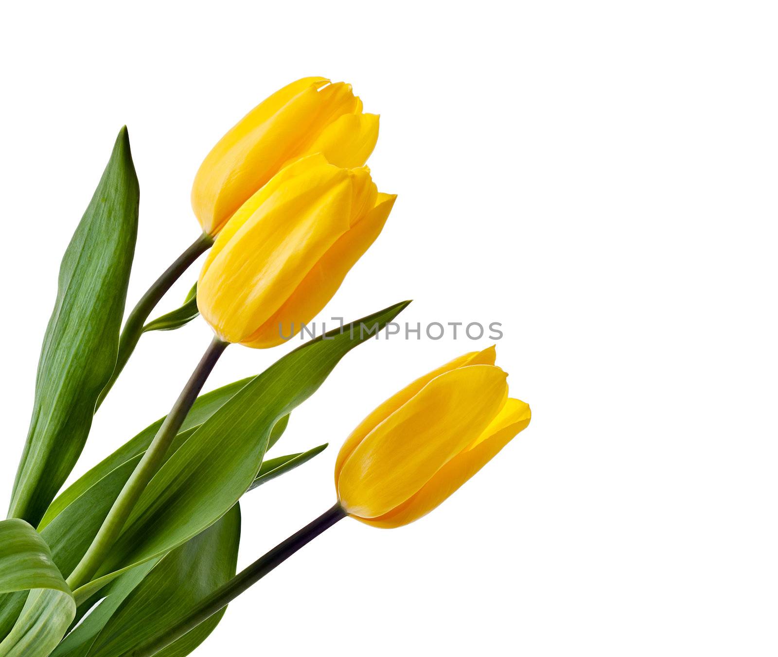 Yellow Tulips Bouquet isolated on white