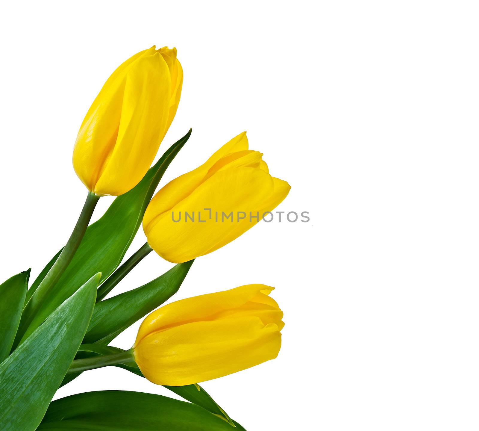 tulips bouquet by palinchak