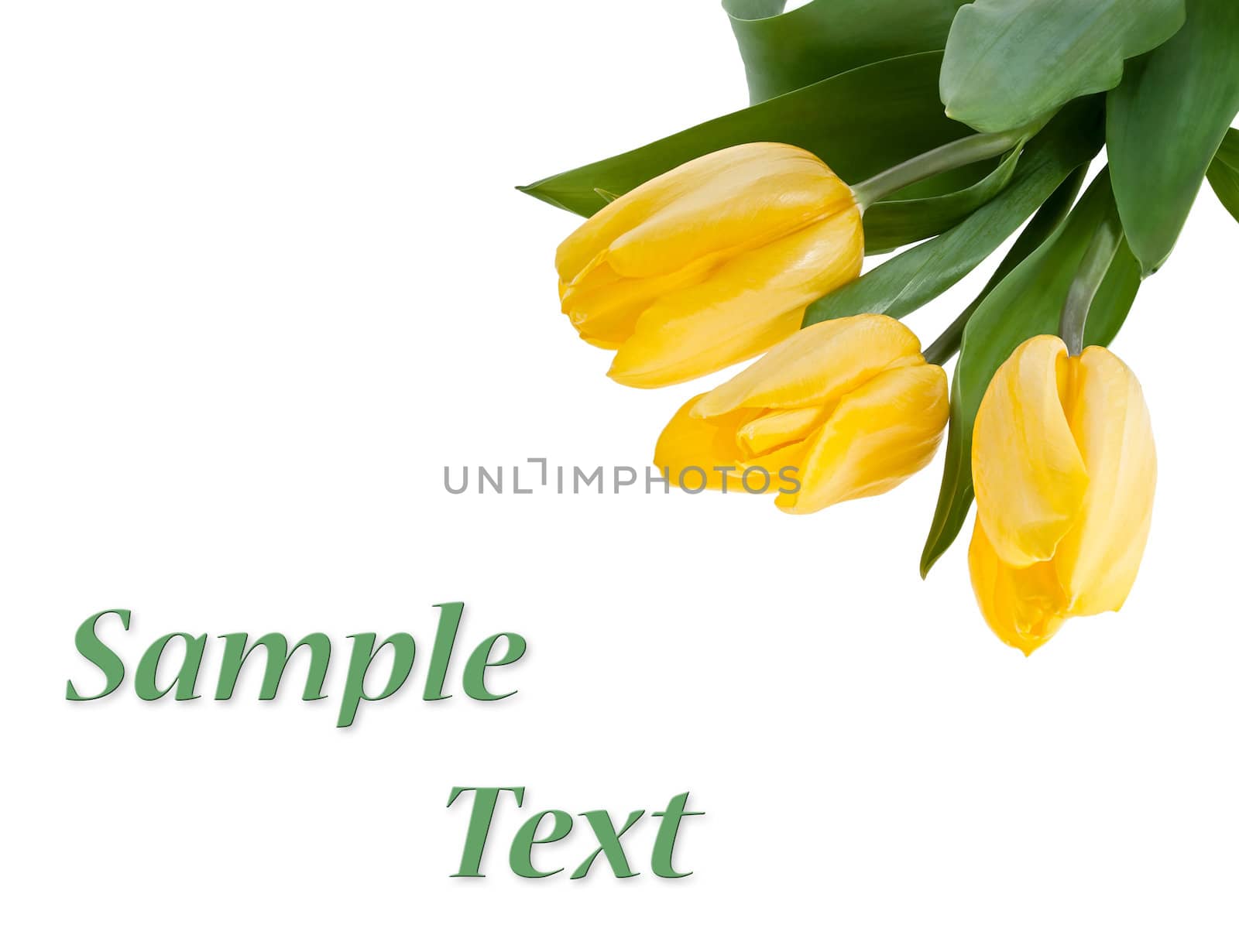 Yellow Tulips Bouquet isolated on white