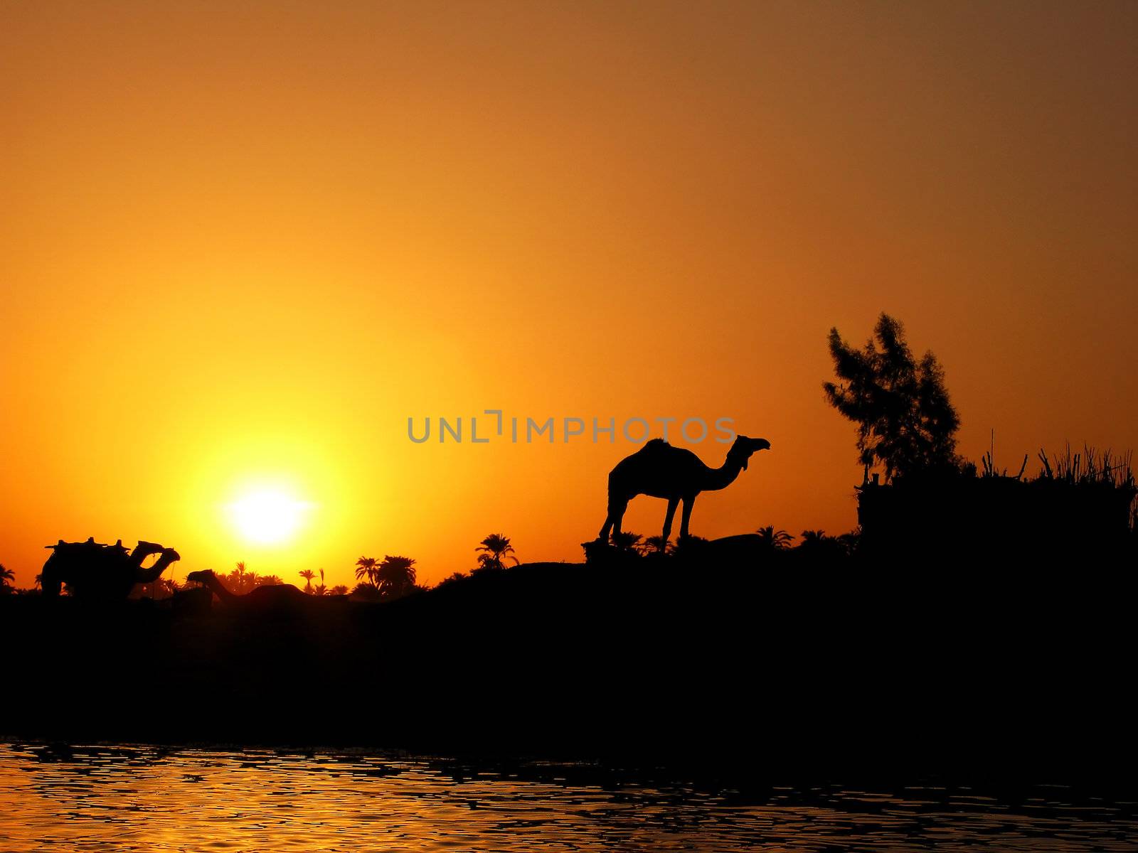 Camel silhouette against sunset on Nile by palinchak