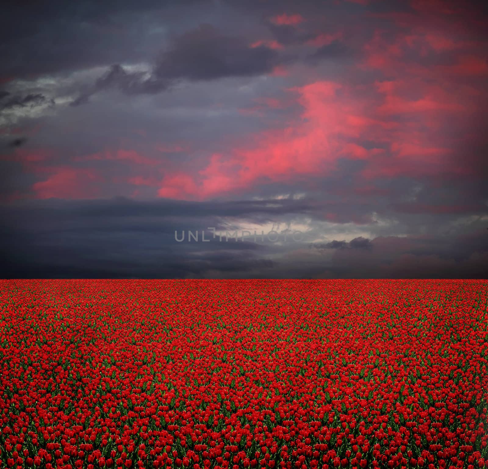 Straight field of red tulips under cloudy sky