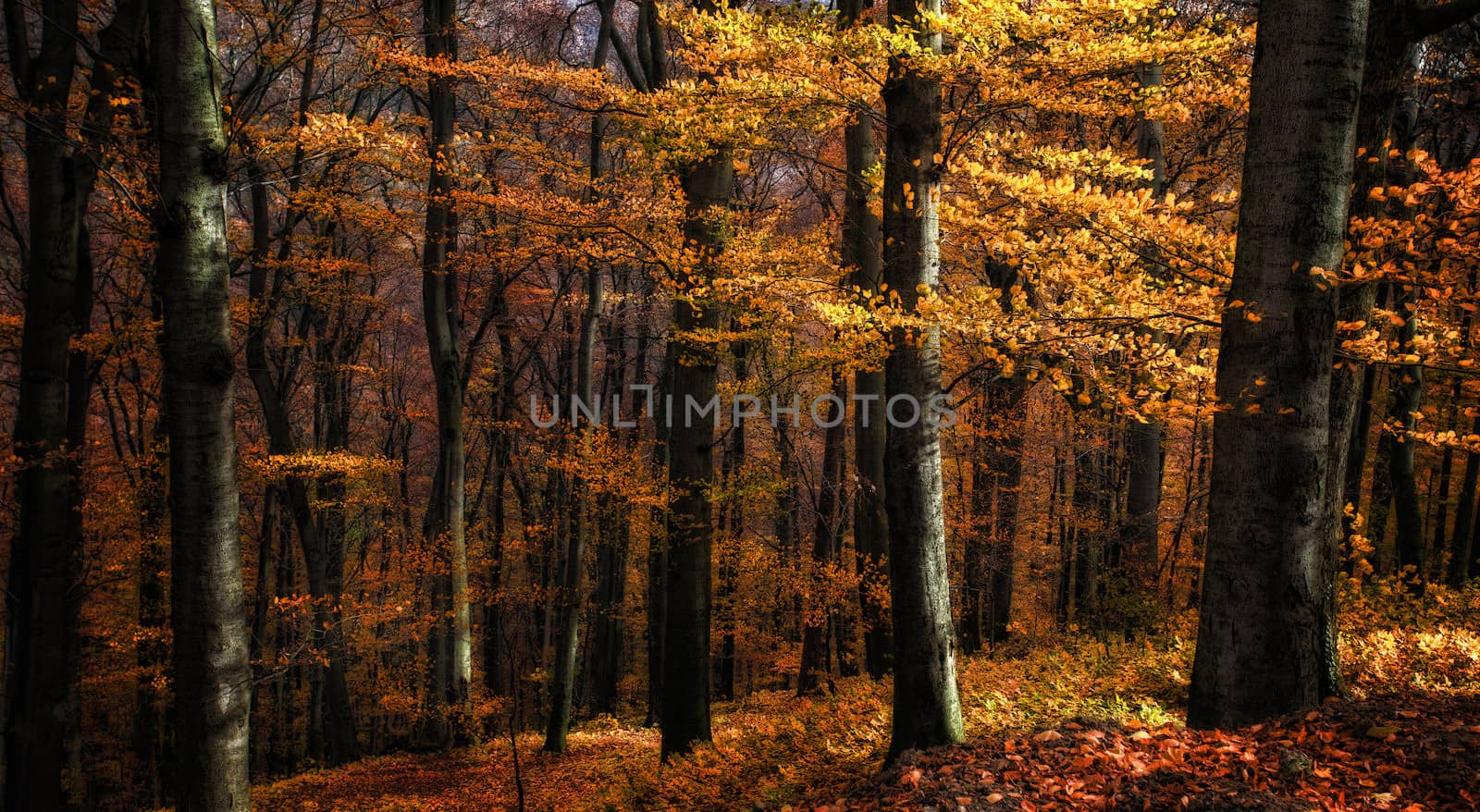 Beautiful and calm autumn forest
