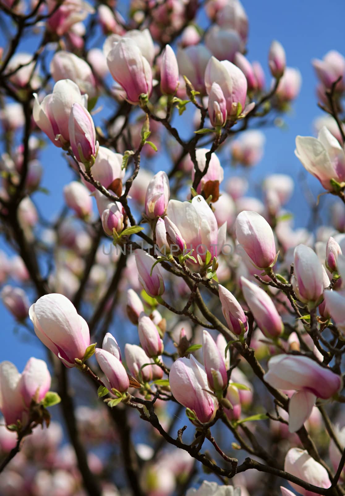 Magnolia grandiflora. Spring flowering tree