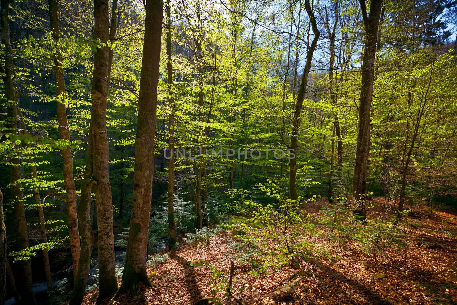 Illuminated  leaves in the morning forest