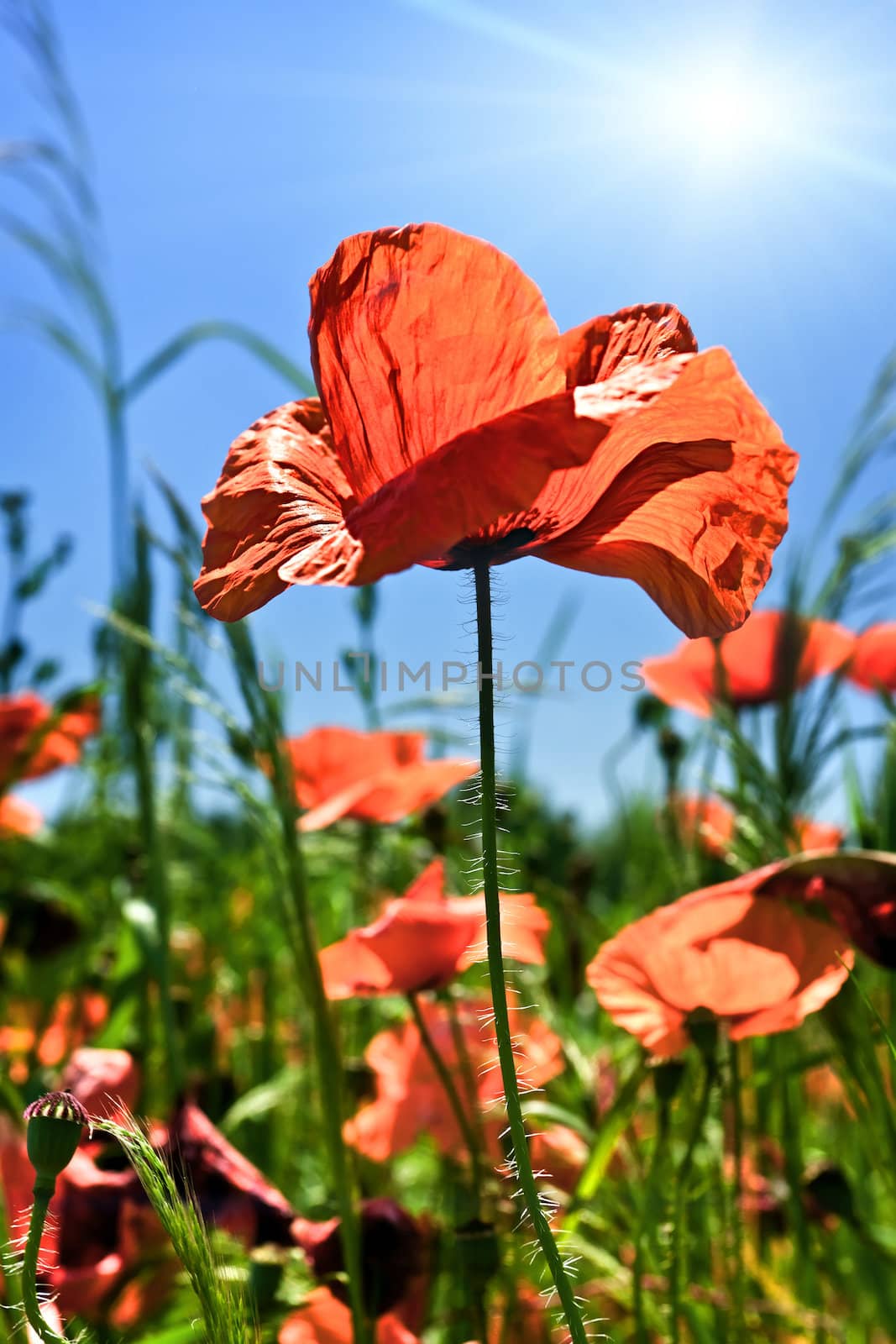 Poppy field  by palinchak