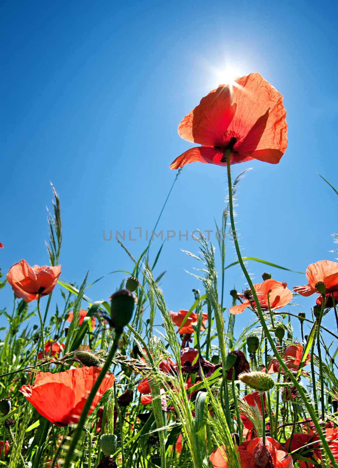 Poppy field background with sunlight