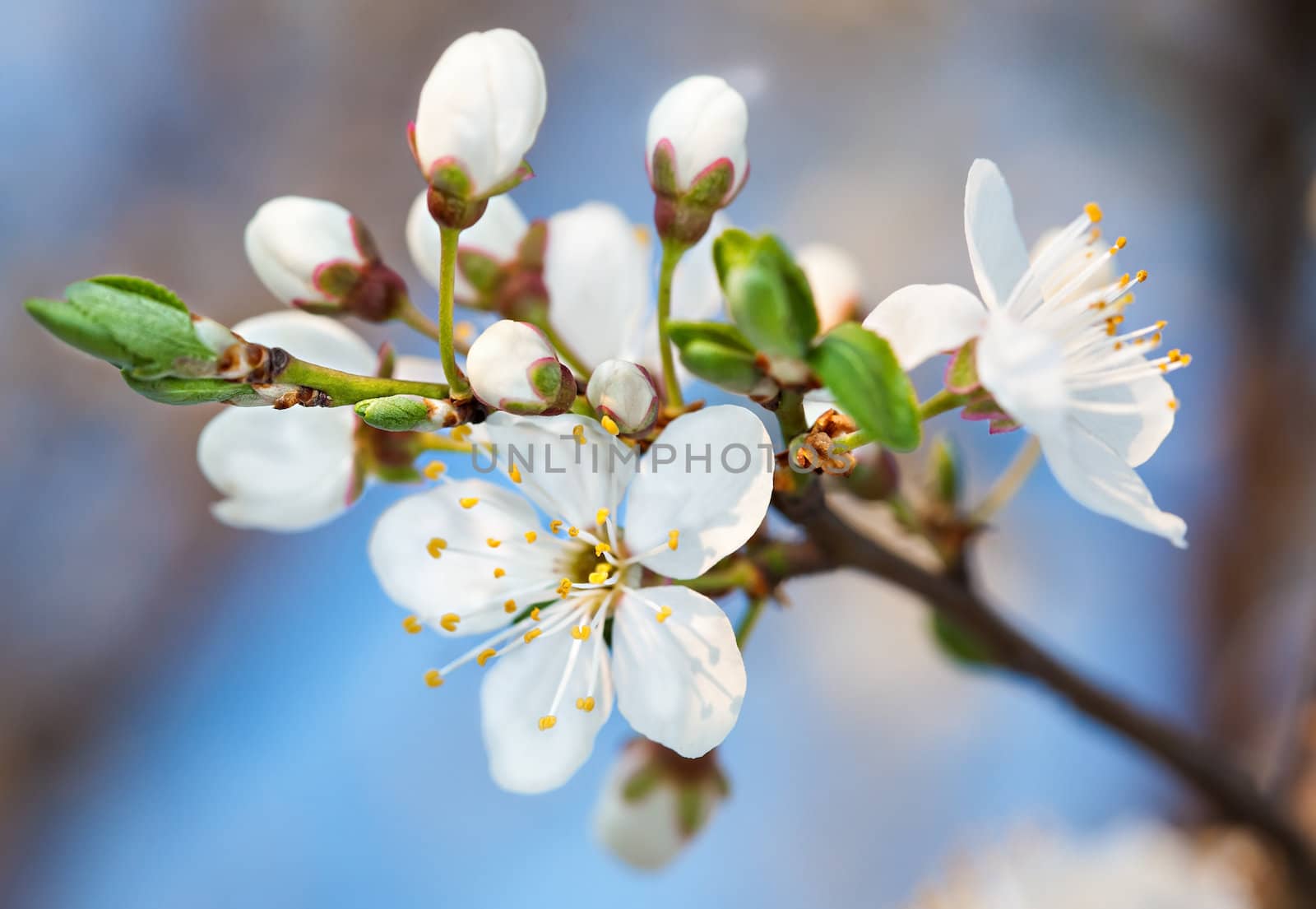 Spring. Blossoming tree brunch with white flowers