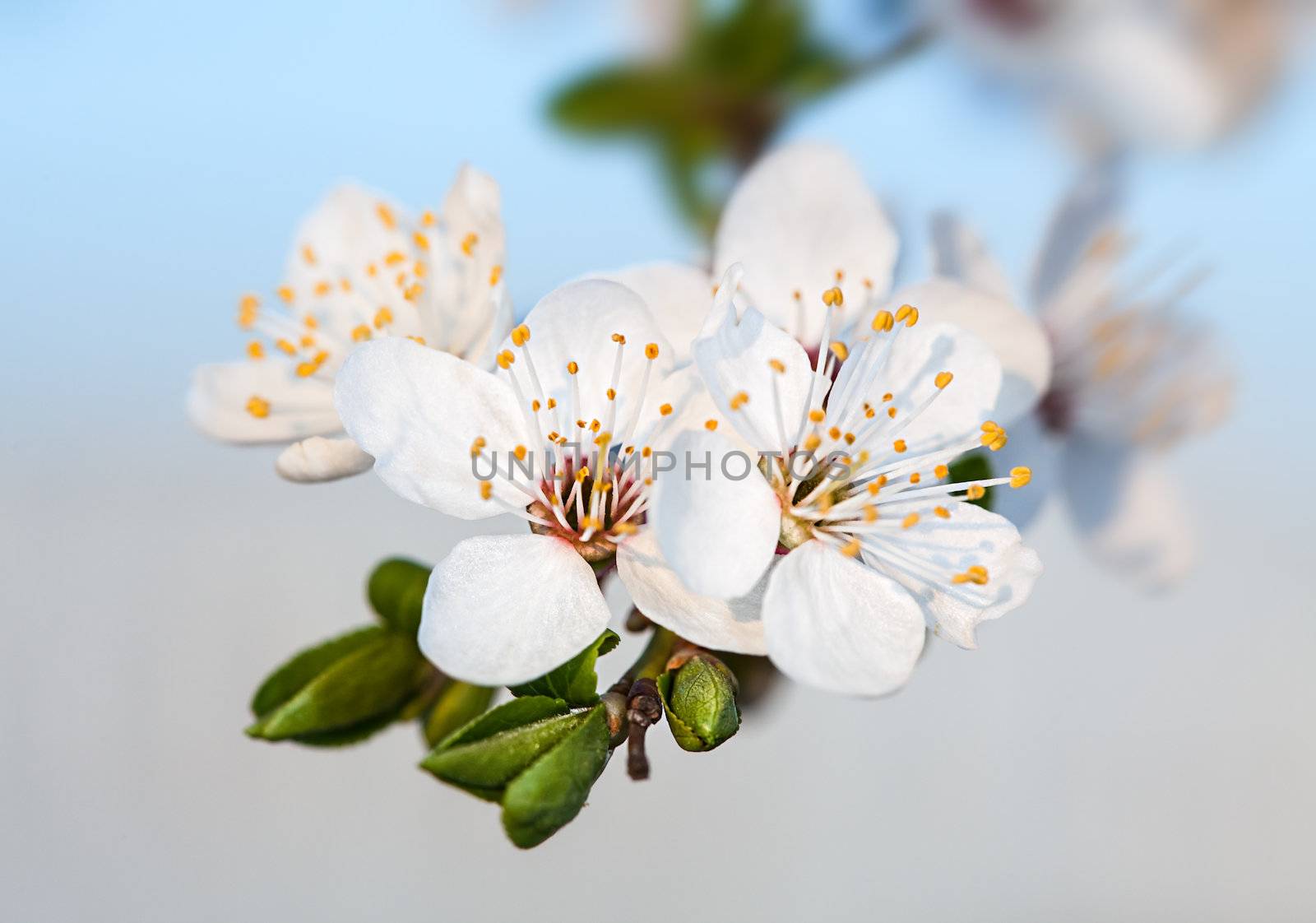Spring. Soft image of  blossoming tree brunch with white flowers