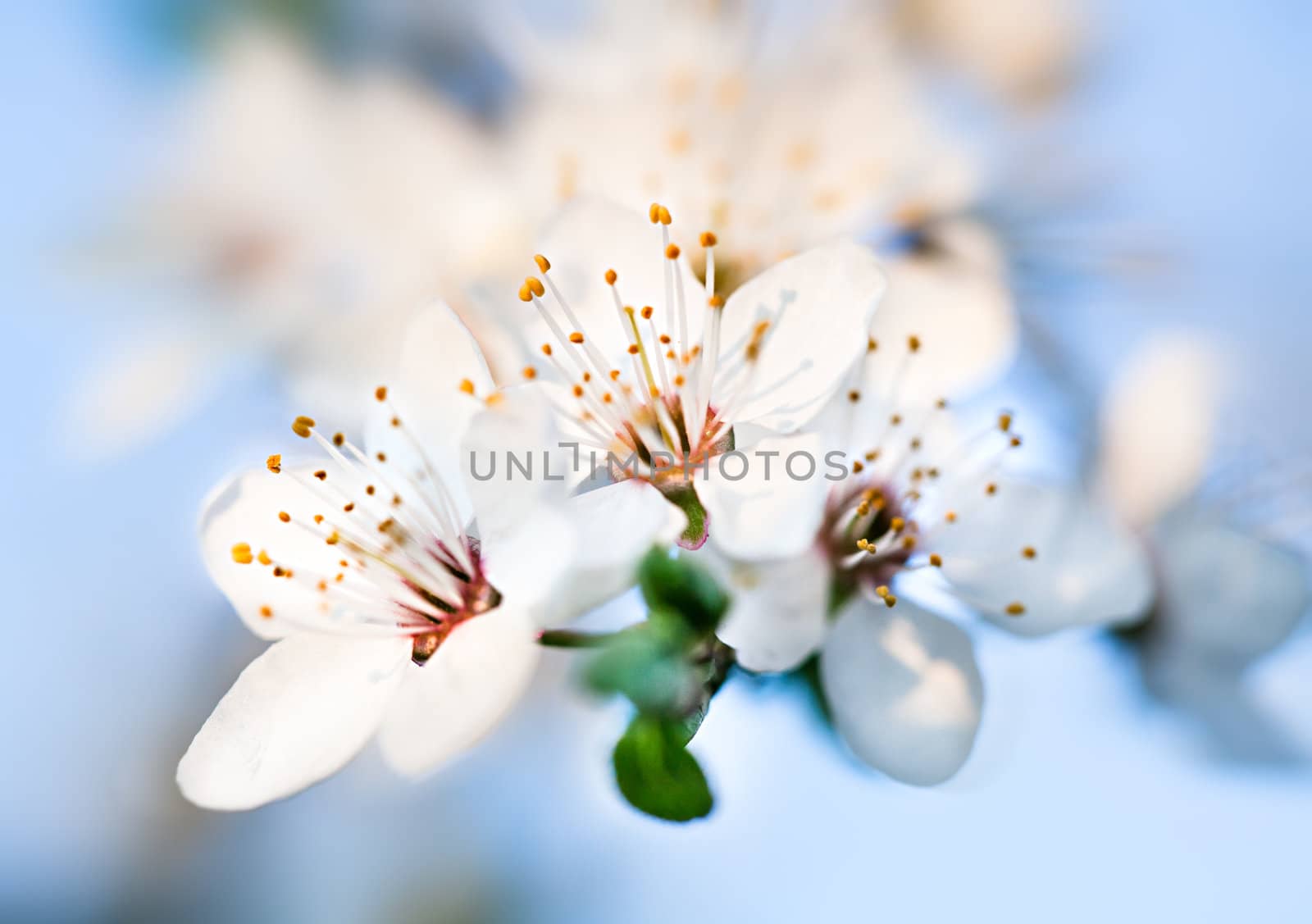 Spring. Soft focus image of  blossoming tree brunch with white flowers