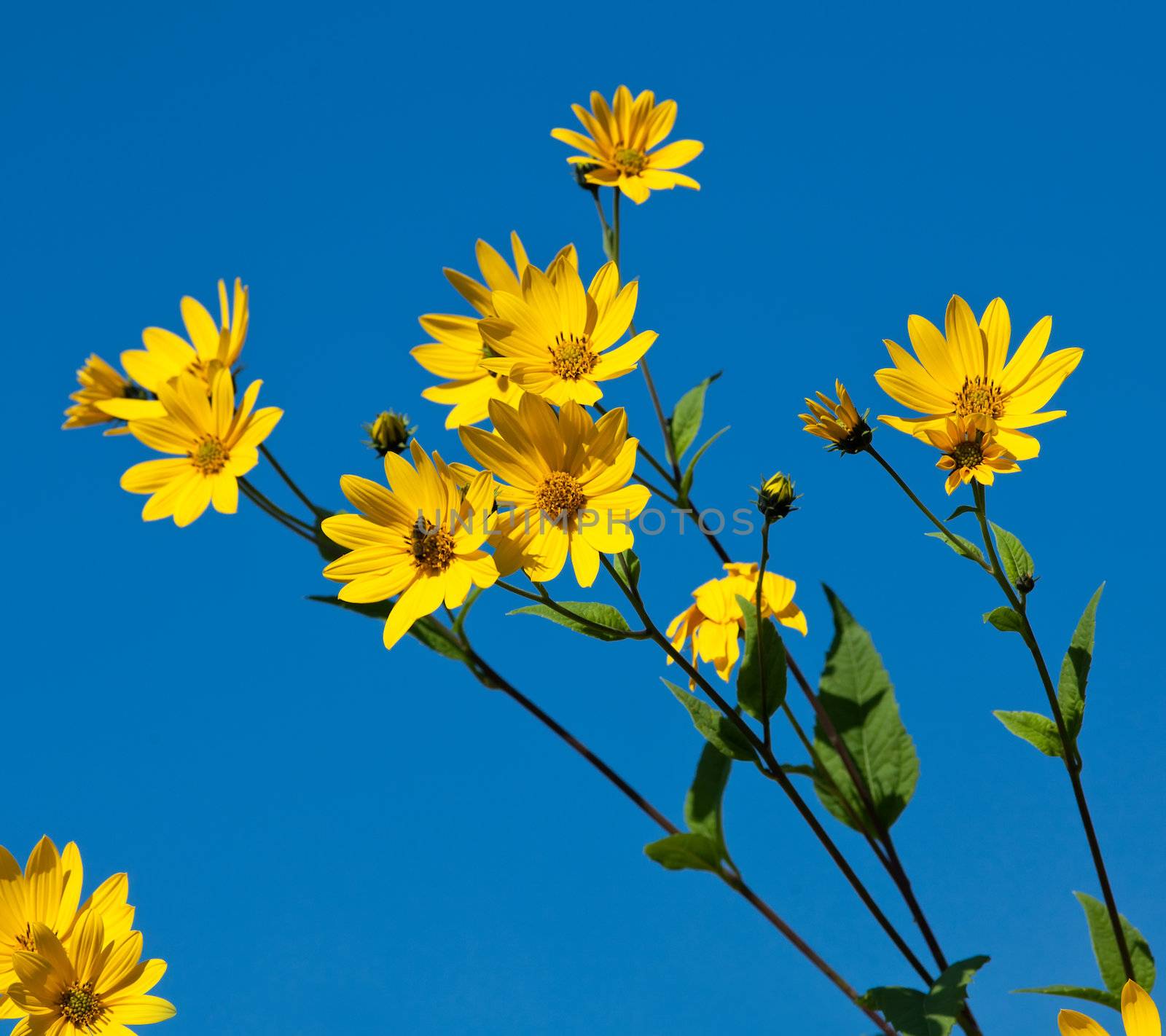 Jerusalem artichoke. Helianthus tuberosus L. by palinchak