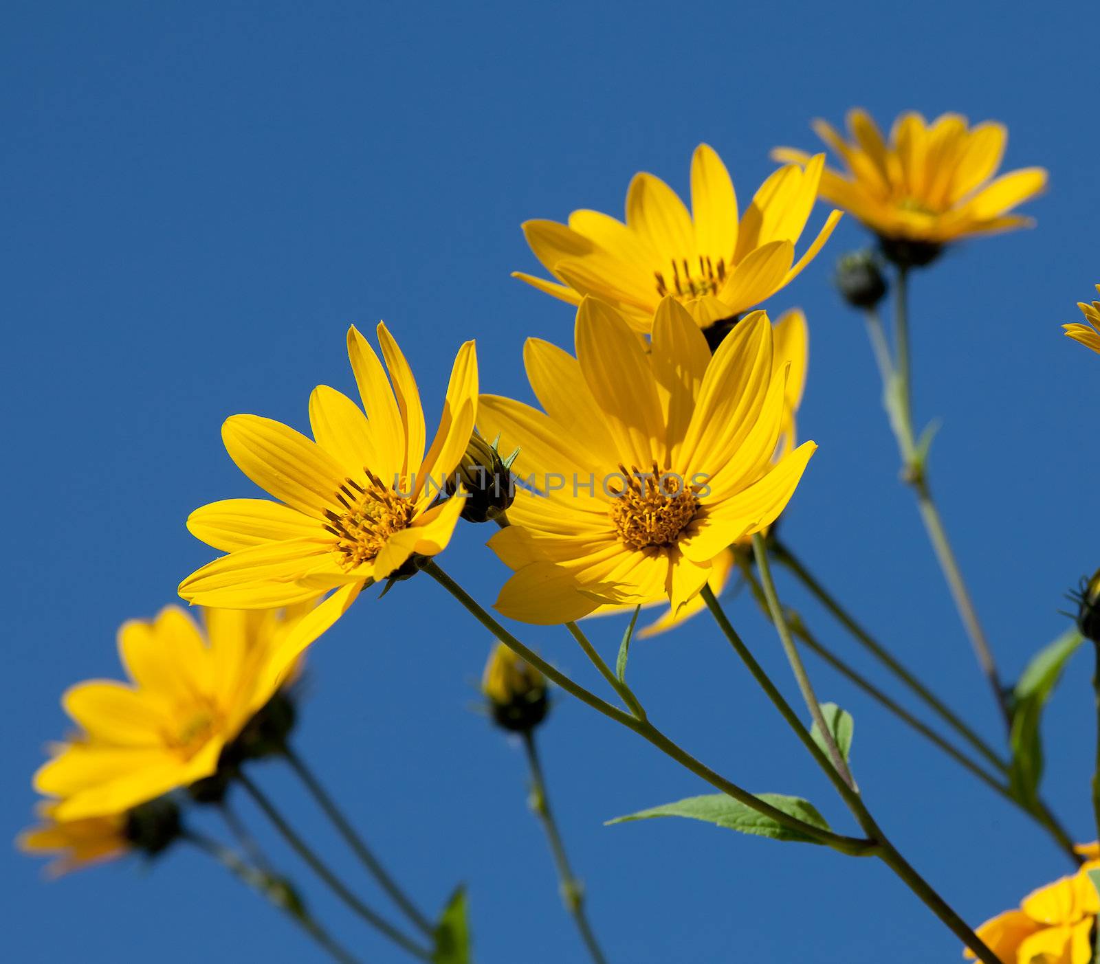 Jerusalem artichoke. Helianthus tuberosus L. by palinchak