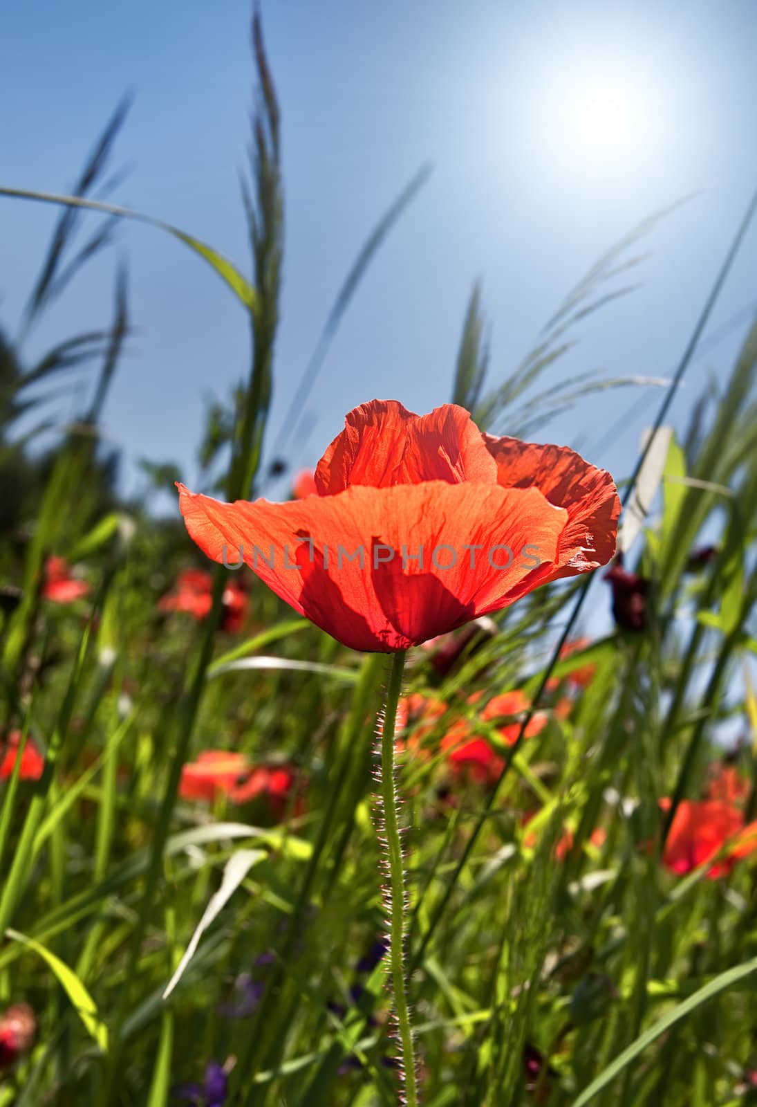 Poppy field background with sunlight