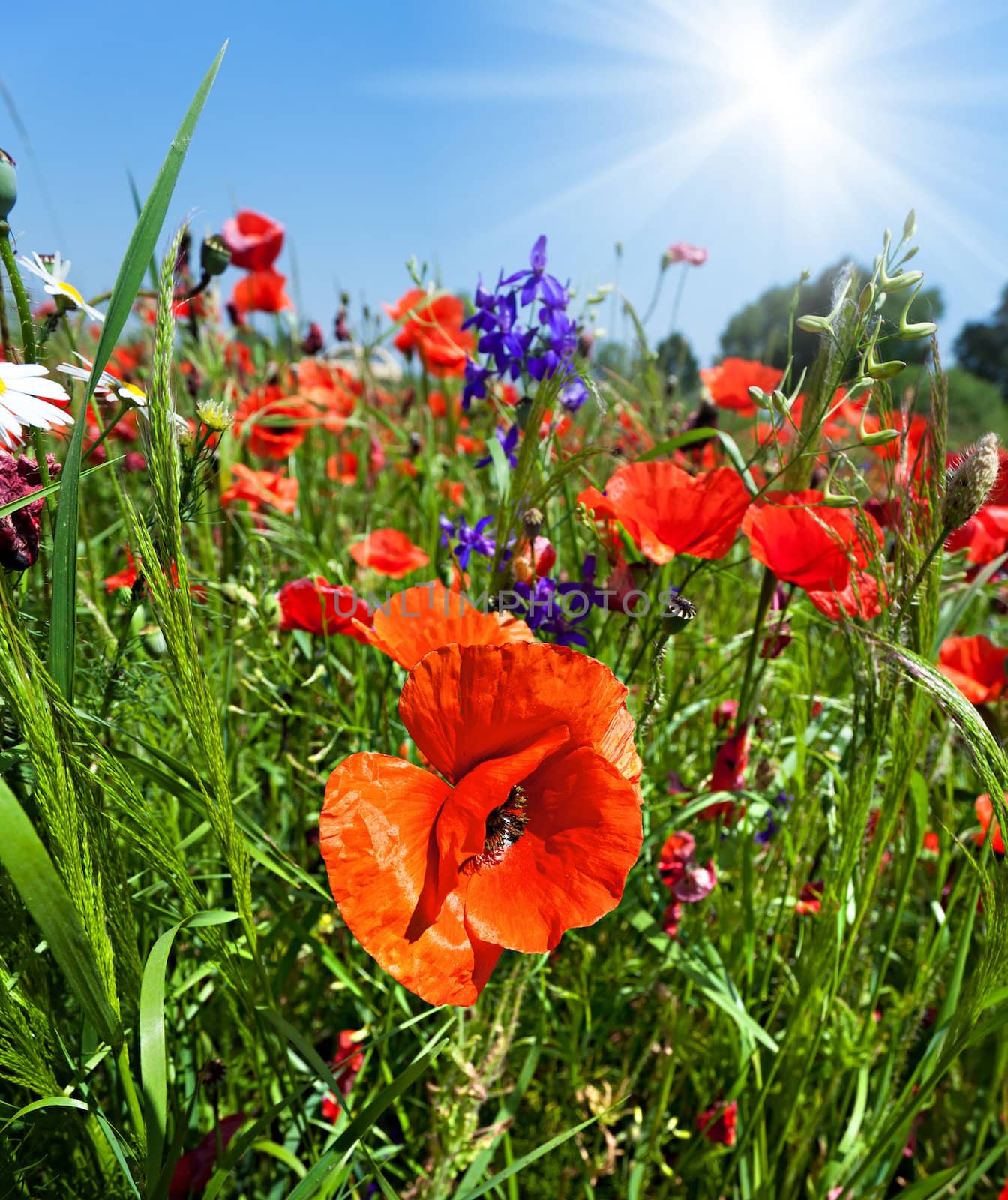 Poppy field background with sunlight